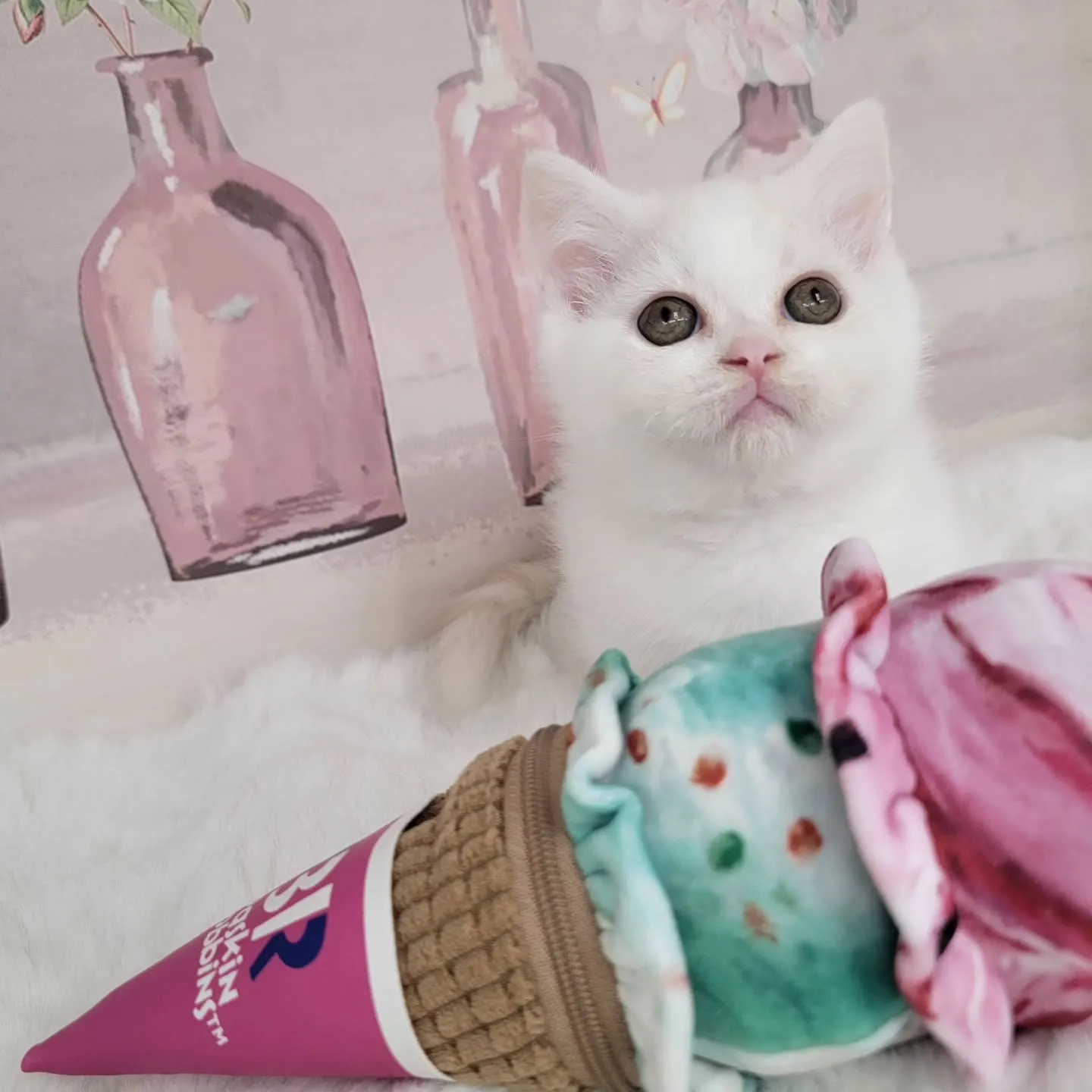 現在ご紹介中の小さなかわいらしい天使ちゃん❤️