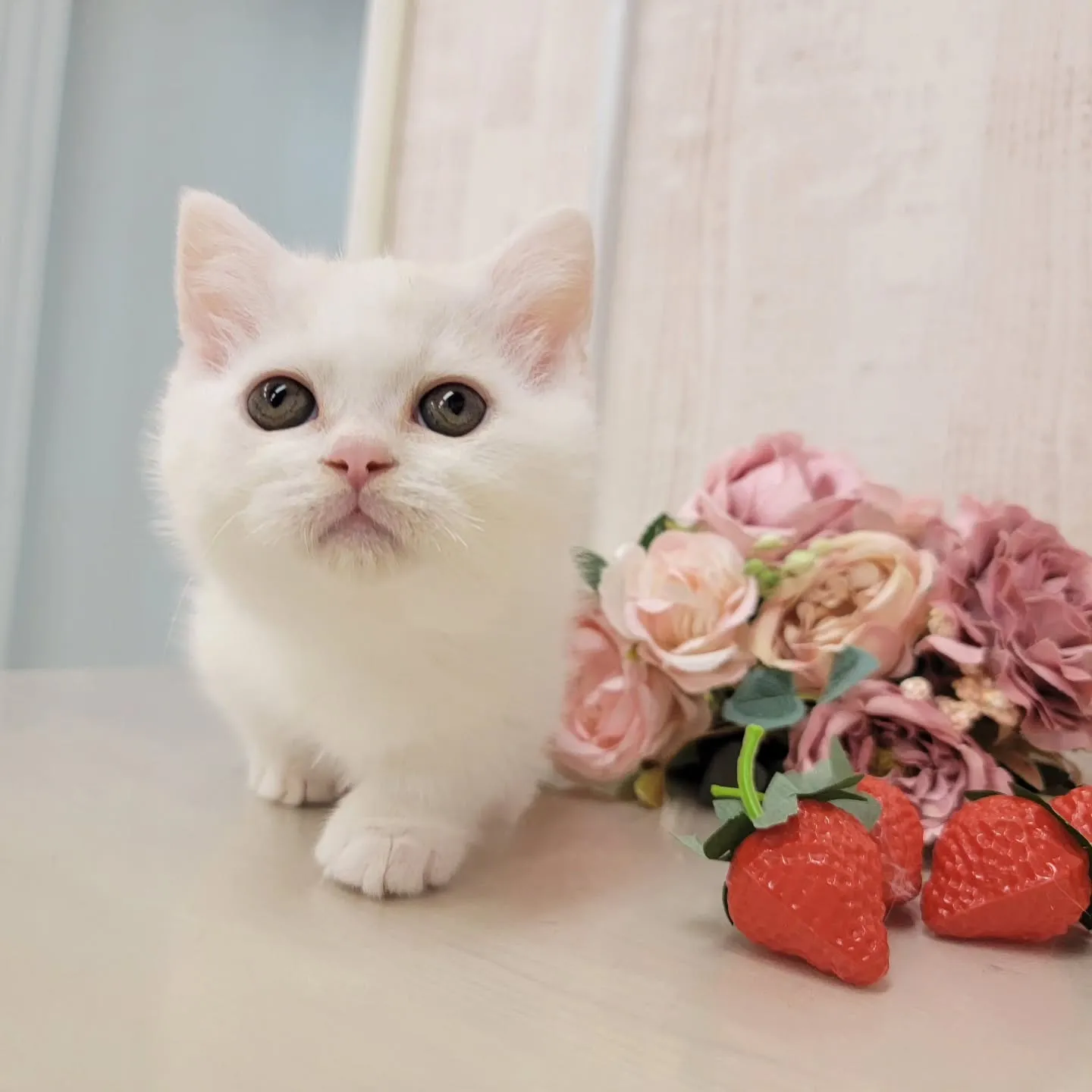 現在ご紹介中の小さなかわいらしい天使ちゃん❤️
