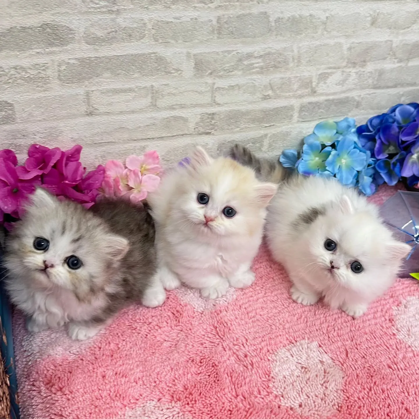 本日ご紹介のミヌエット短足ちゃん達です🐱❤️