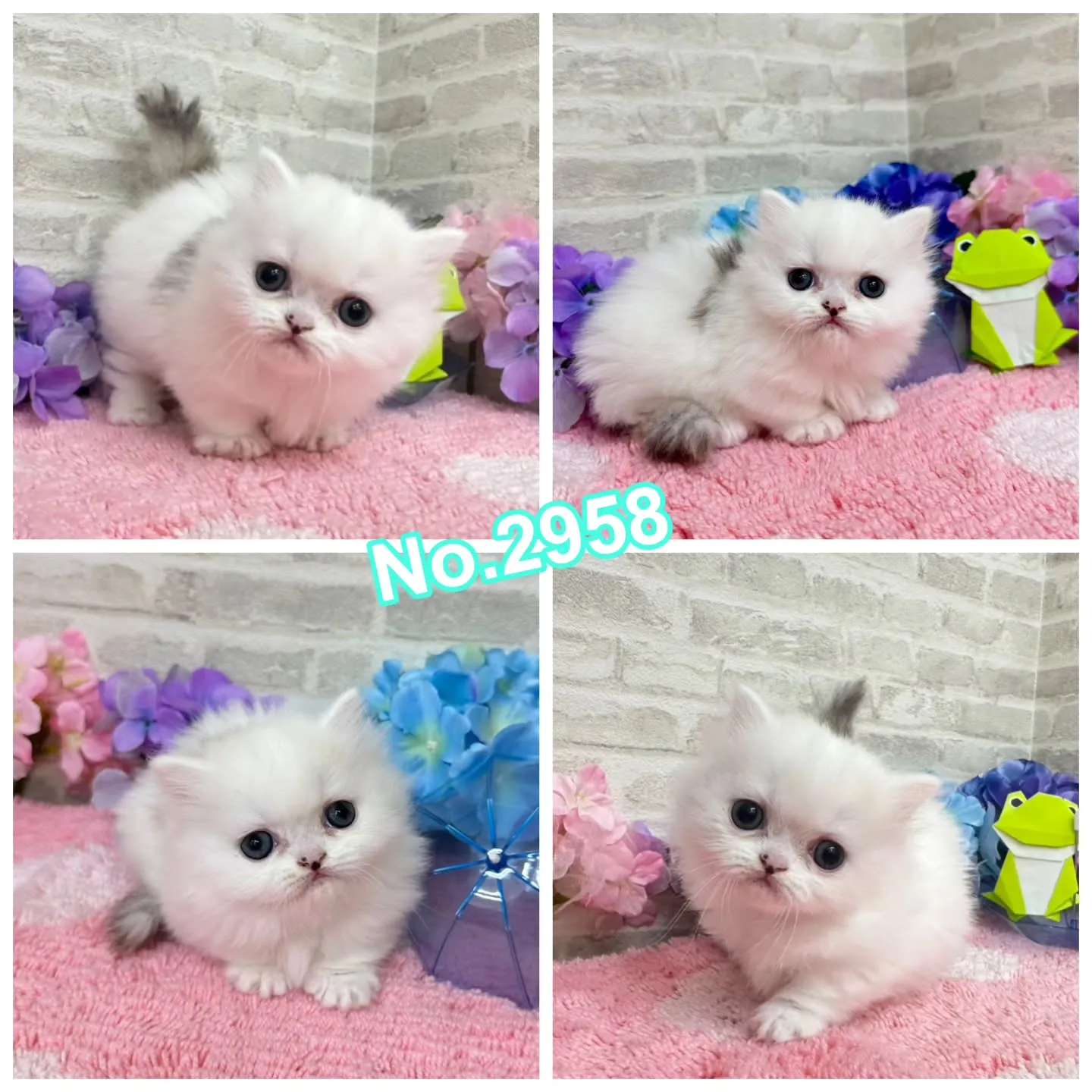 本日ご紹介のミヌエット短足ちゃん達です🐱❤️