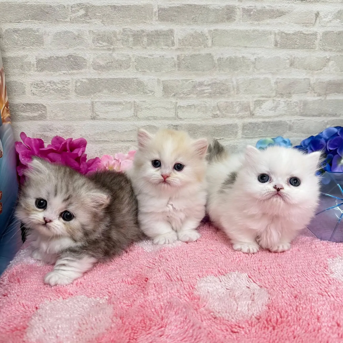 本日ご紹介のミヌエット短足ちゃん達です🐱❤️