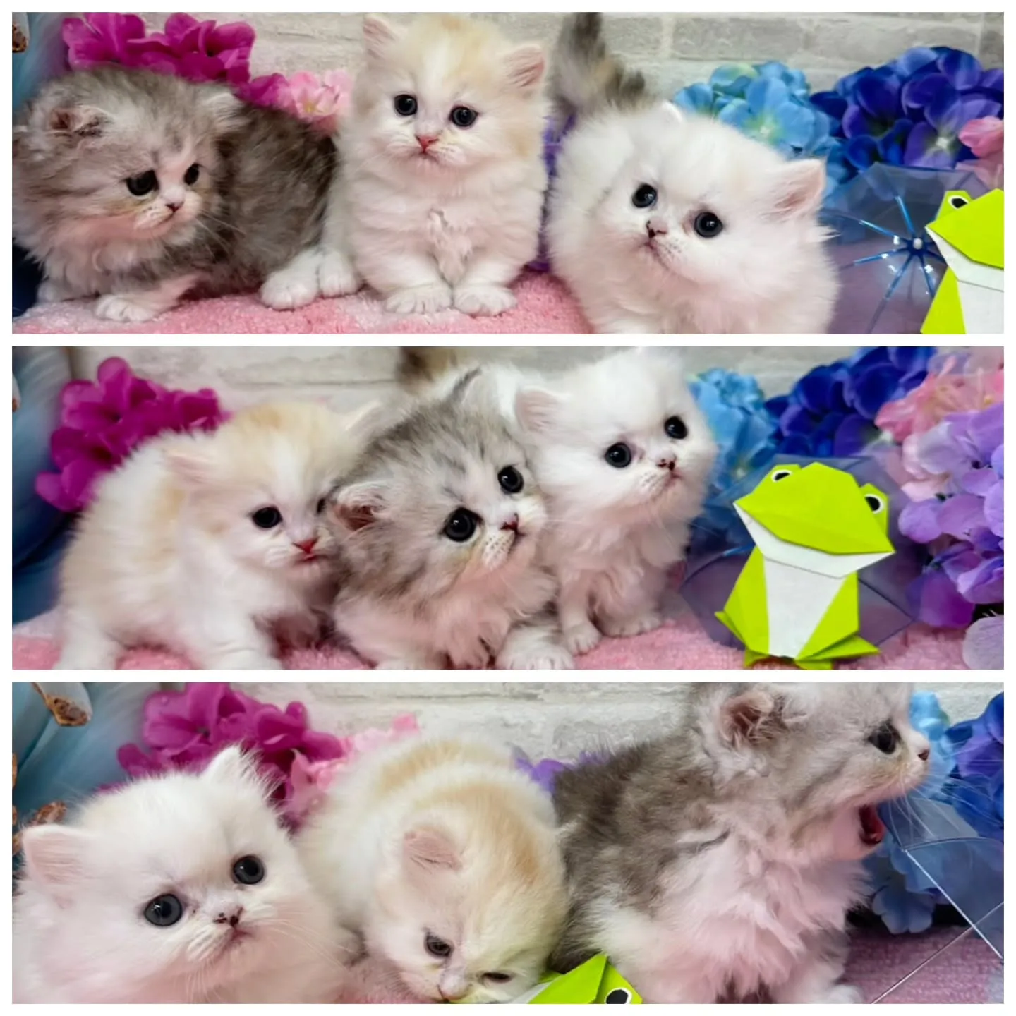 本日ご紹介のミヌエット短足ちゃん達です🐱❤️