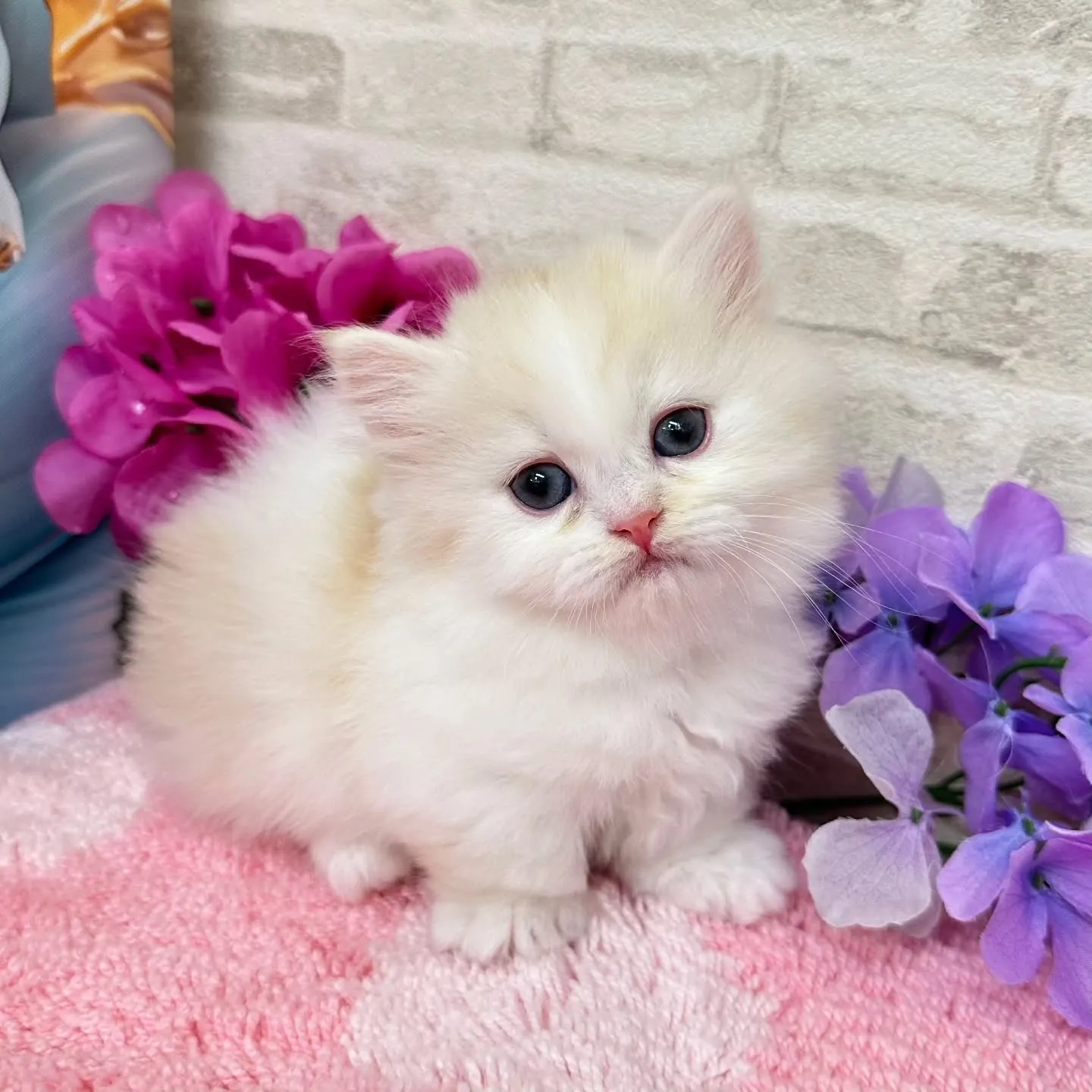本日ご紹介のミヌエット短足ちゃん達です🐱❤️