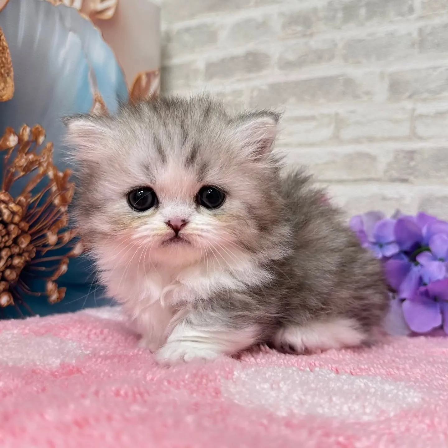 本日ご紹介のミヌエット短足ちゃん達です🐱❤️