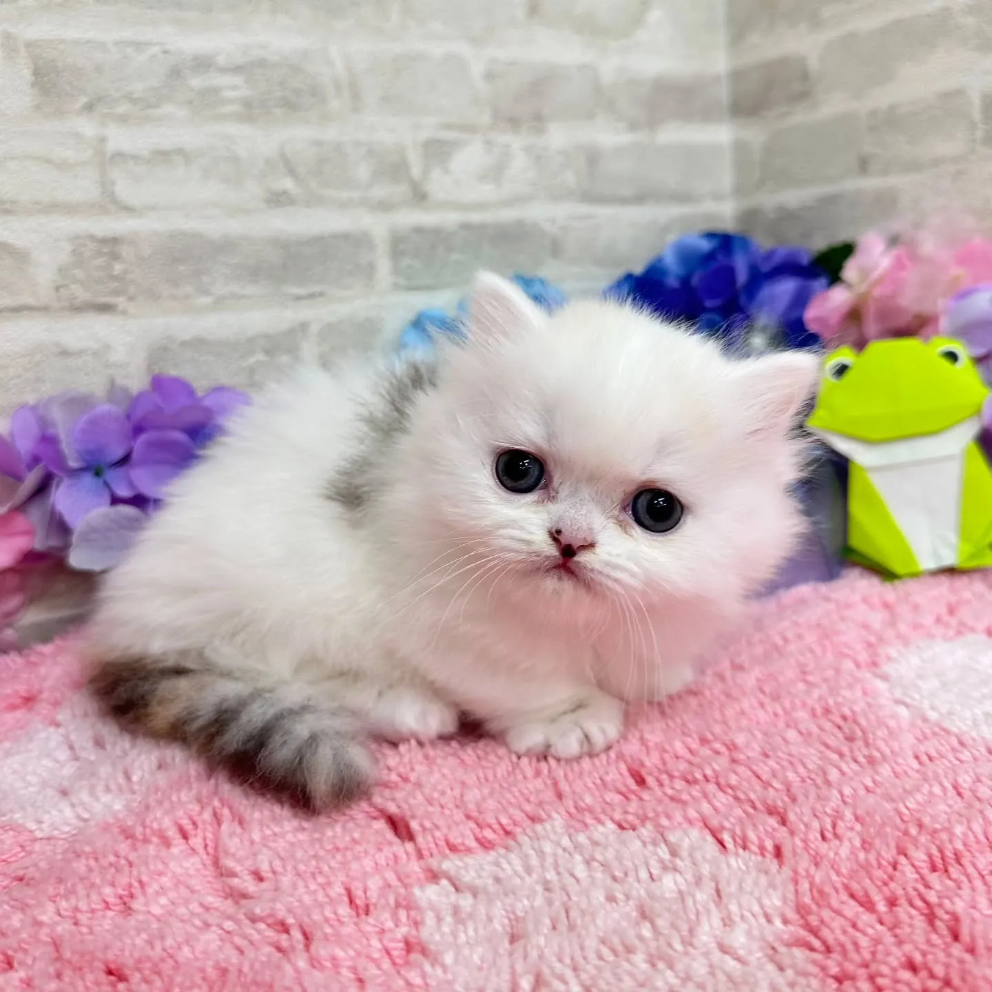 本日ご紹介のミヌエット短足ちゃん達です🐱❤️