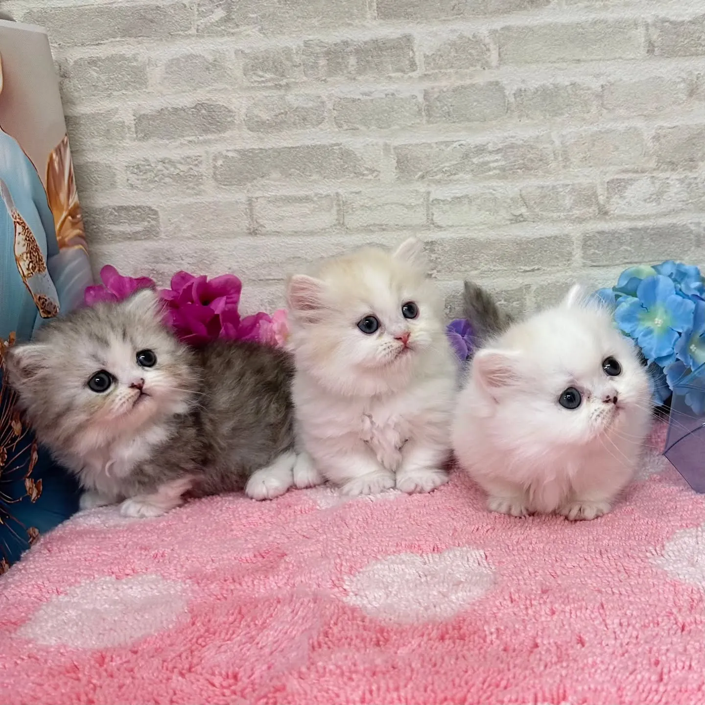 本日ご紹介のミヌエット短足ちゃん達です🐱❤️