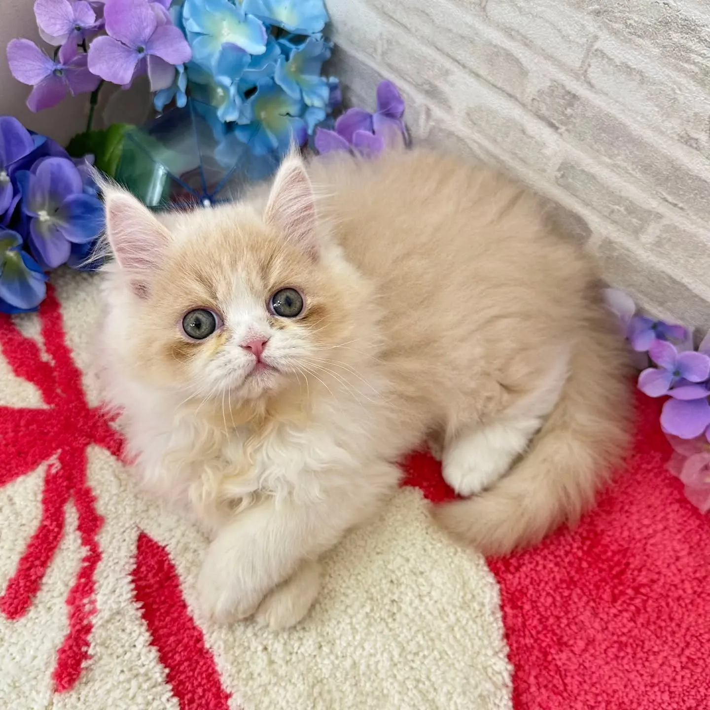ご紹介中のミヌエットちゃんです😺❤️