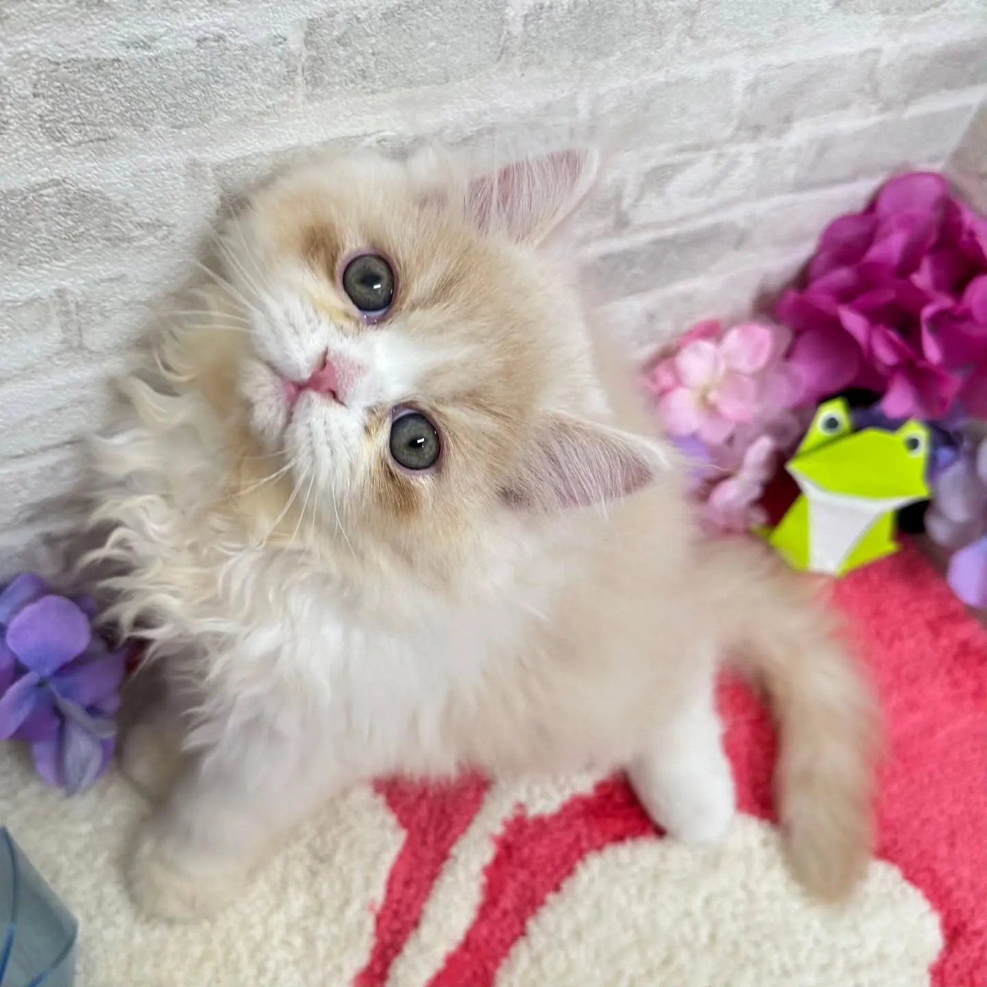 ご紹介中のミヌエットちゃんです😺❤️