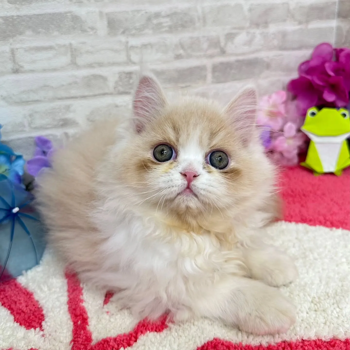 ご紹介中のミヌエットちゃんです😺❤️