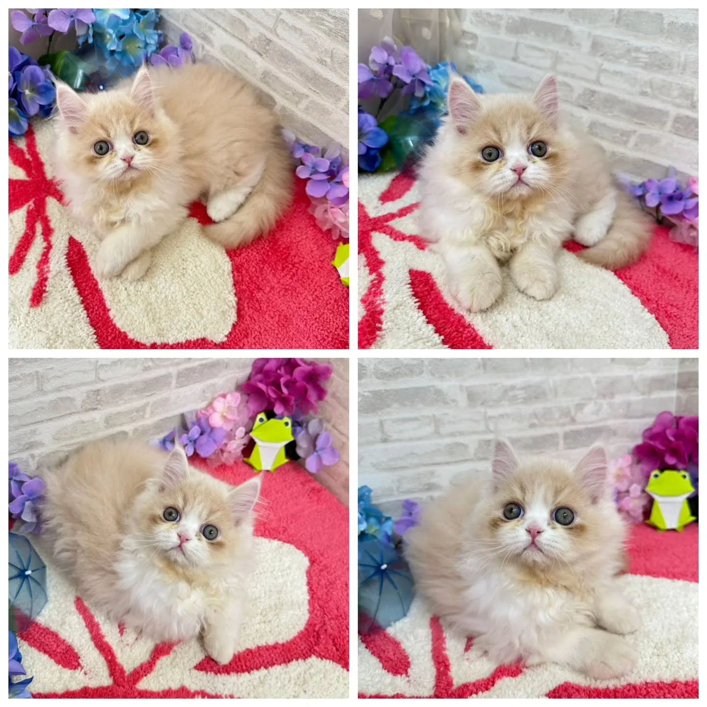 ご紹介中のミヌエットちゃんです😺❤️