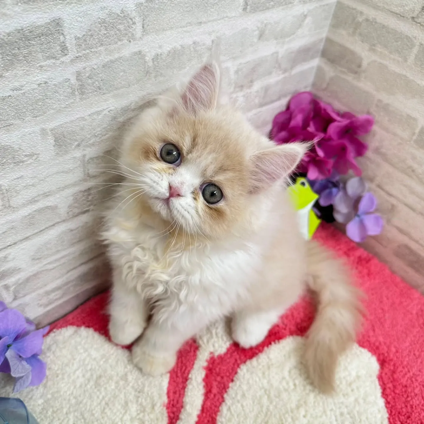 ご紹介中のミヌエットちゃんです😺❤️