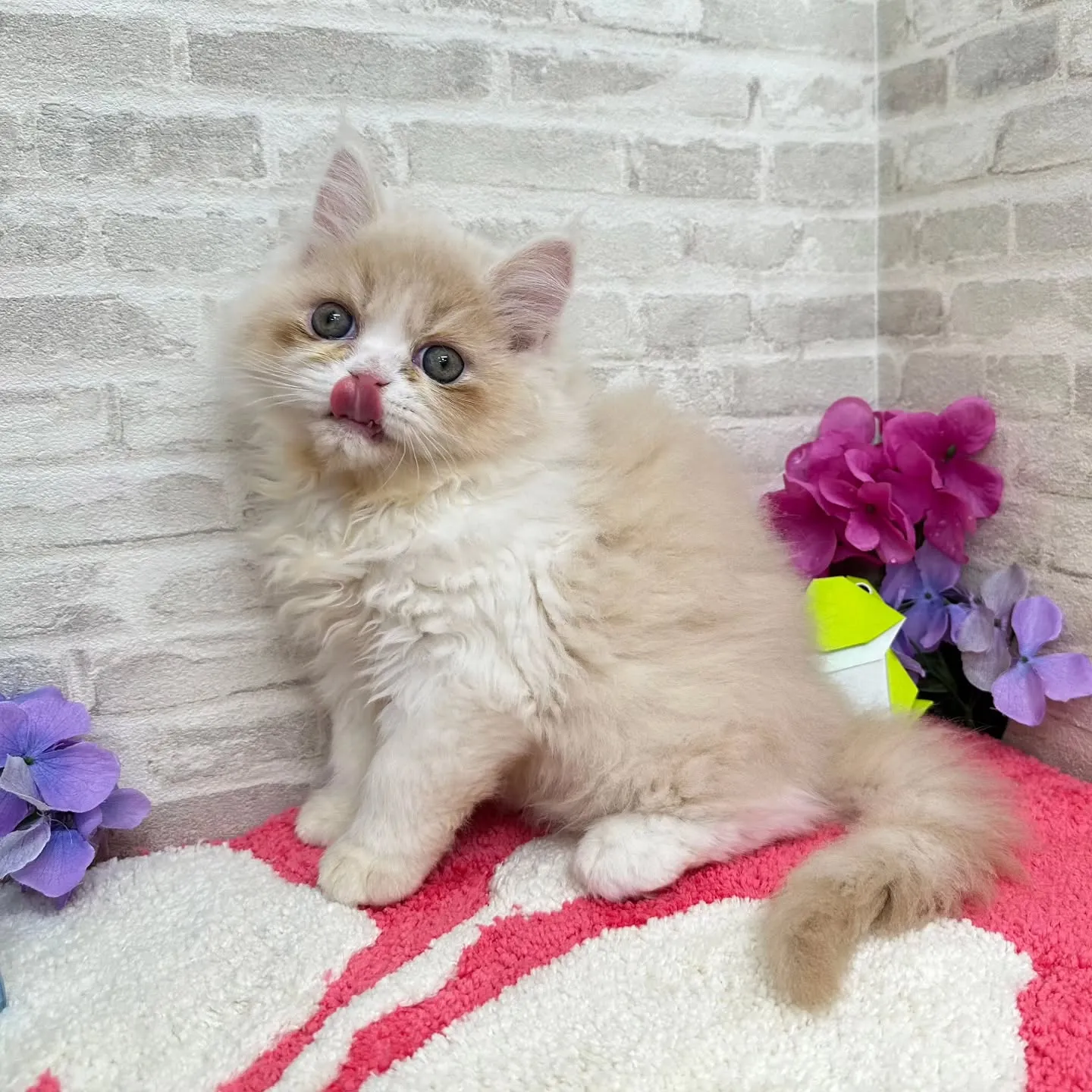 ご紹介中のミヌエットちゃんです😺❤️