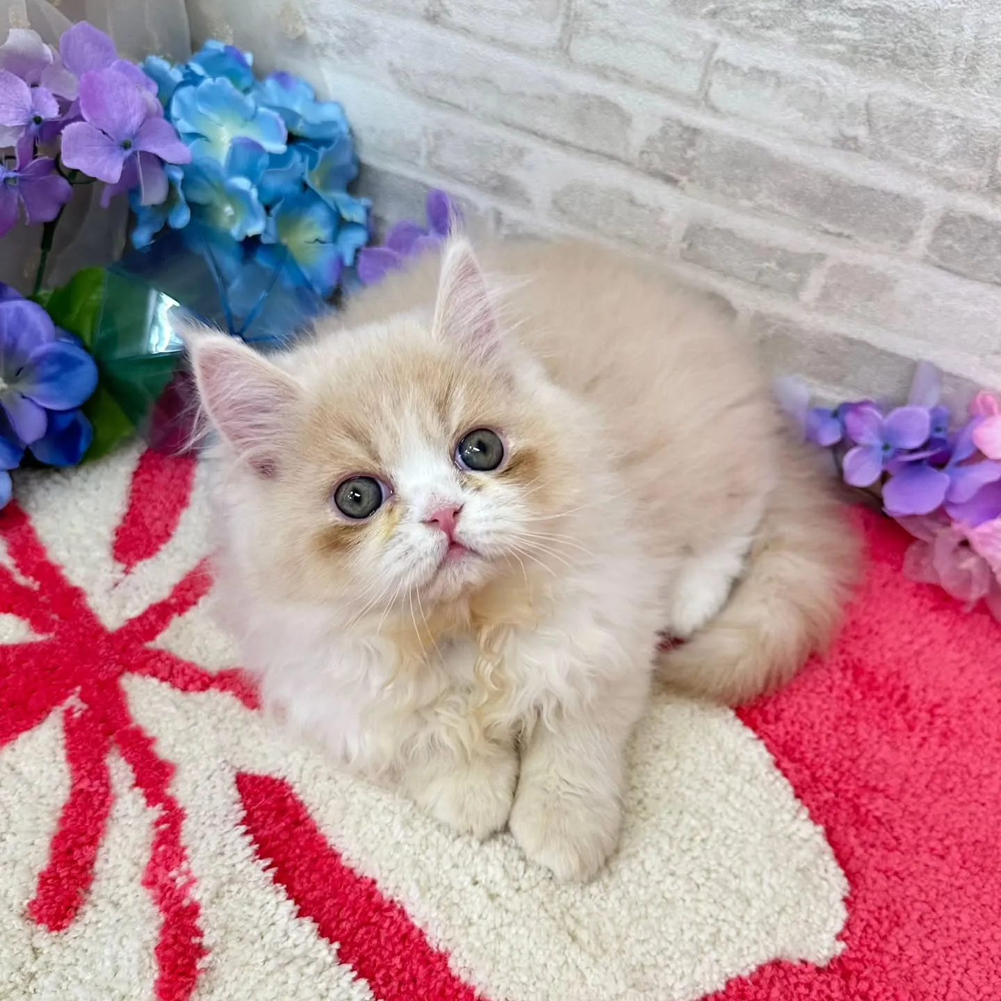 ご紹介中のミヌエットちゃんです😺❤️