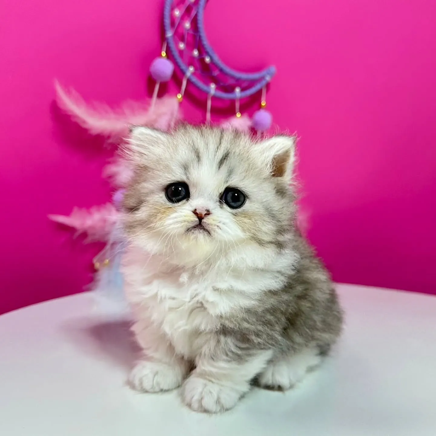 Uさまご契約にゃんこちゃん😺❤️