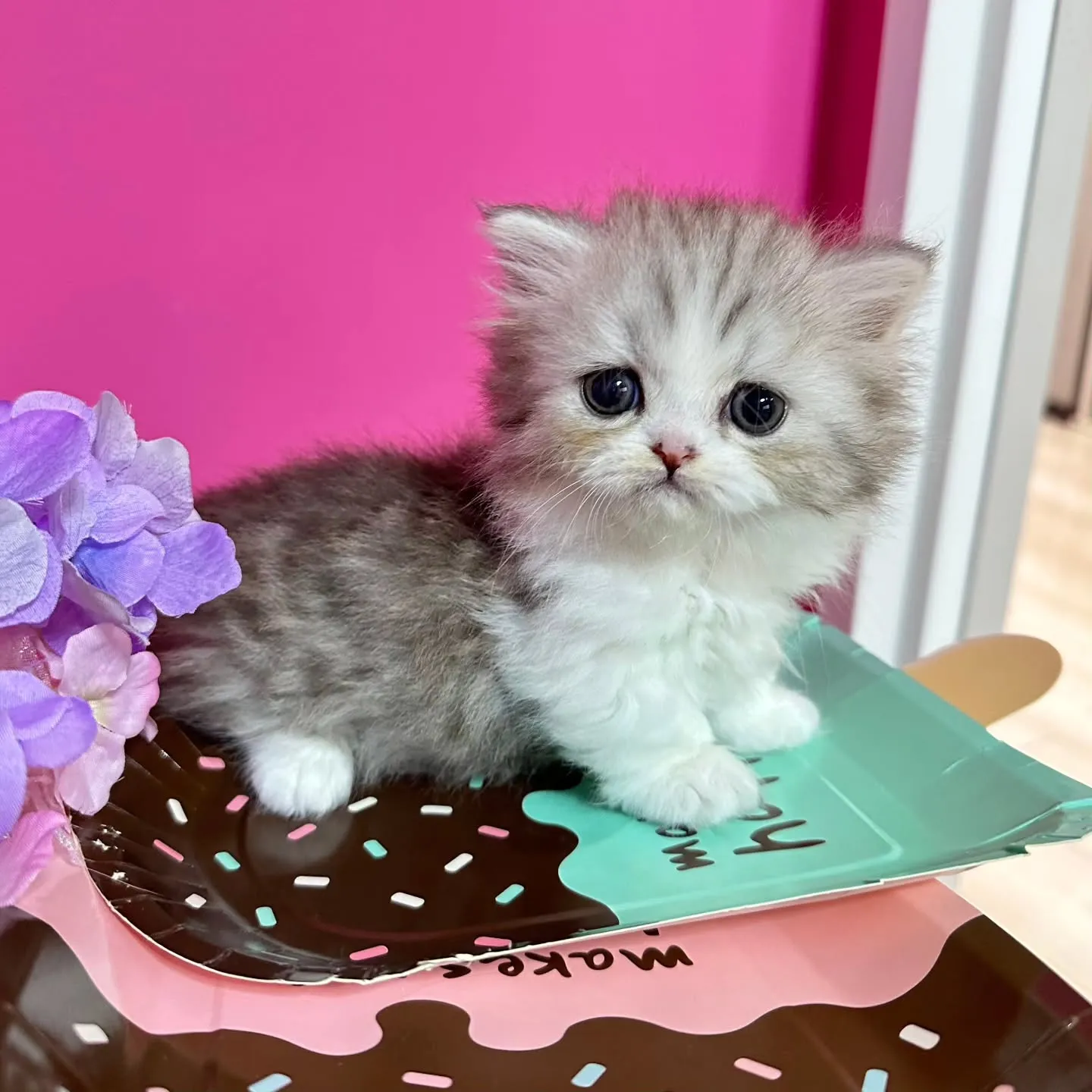 Uさまご契約にゃんこちゃん😺❤️