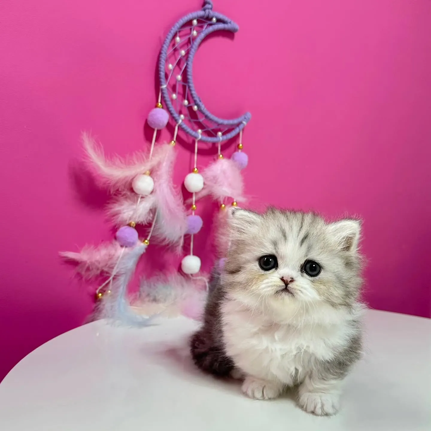 Uさまご契約にゃんこちゃん😺❤️