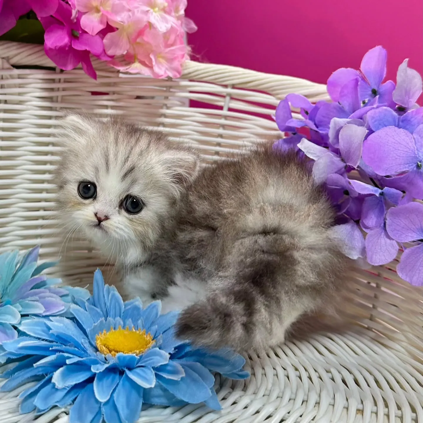 Uさまご契約にゃんこちゃん😺❤️