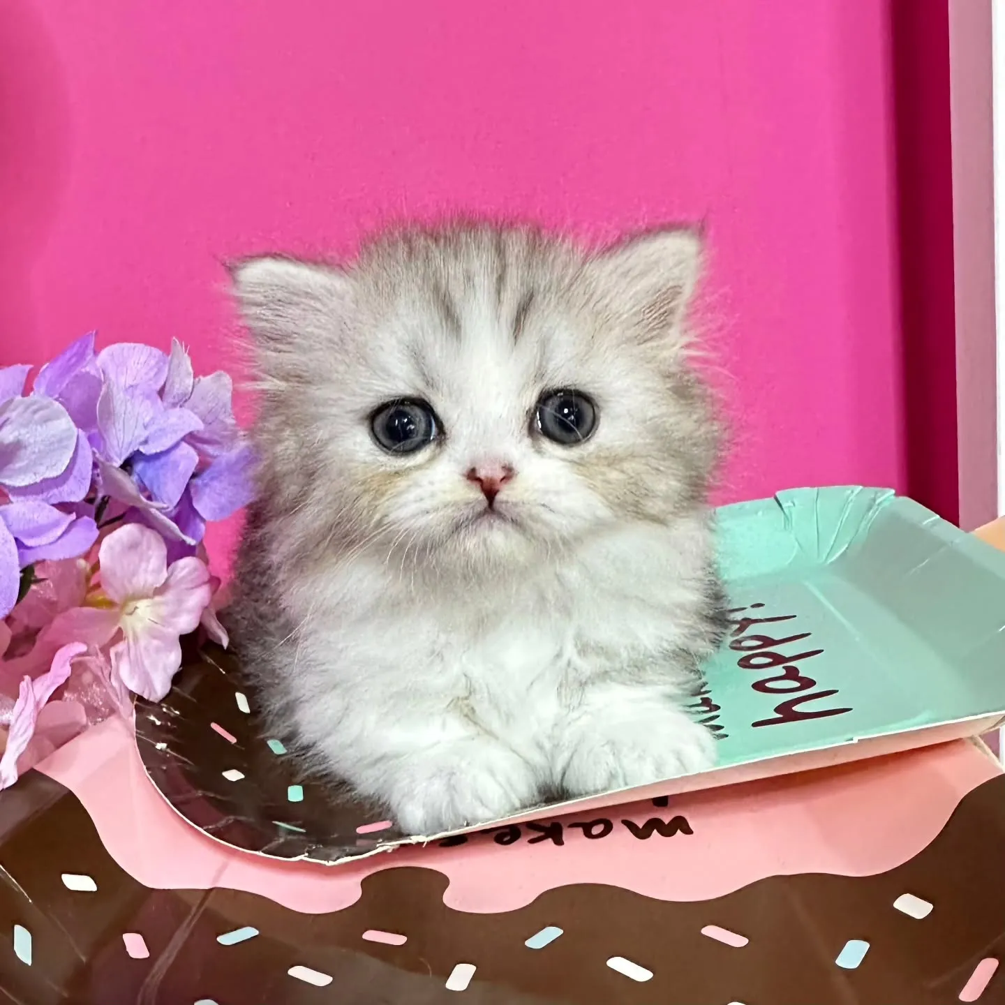 Uさまご契約にゃんこちゃん😺❤️