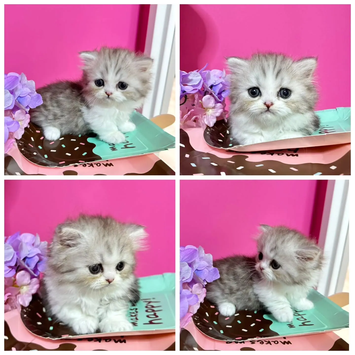 Uさまご契約にゃんこちゃん😺❤️