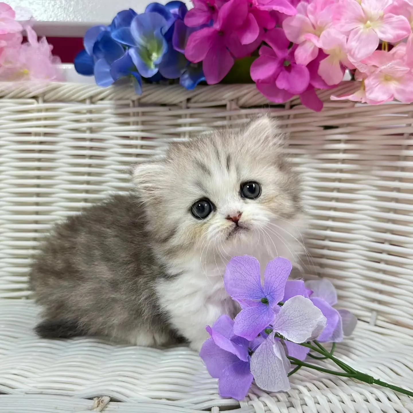 Uさまご契約にゃんこちゃん😺❤️