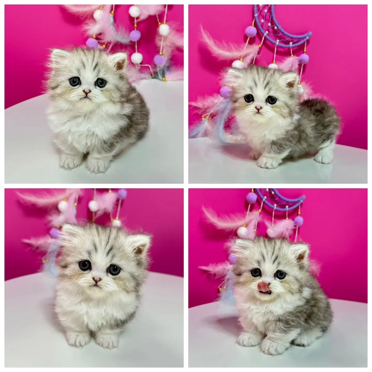 Uさまご契約にゃんこちゃん😺❤️
