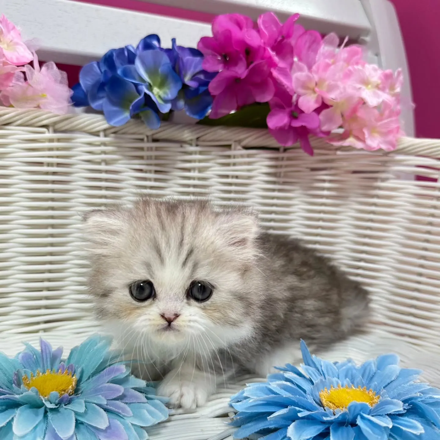 Uさまご契約にゃんこちゃん😺❤️