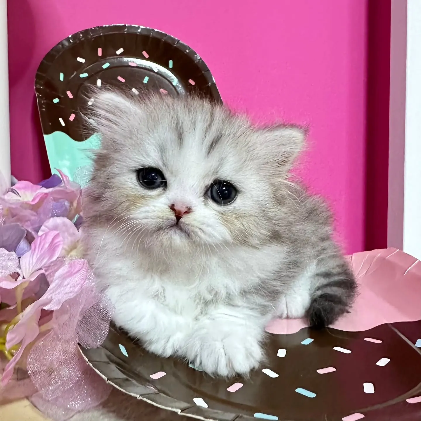 Uさまご契約にゃんこちゃん😺❤️