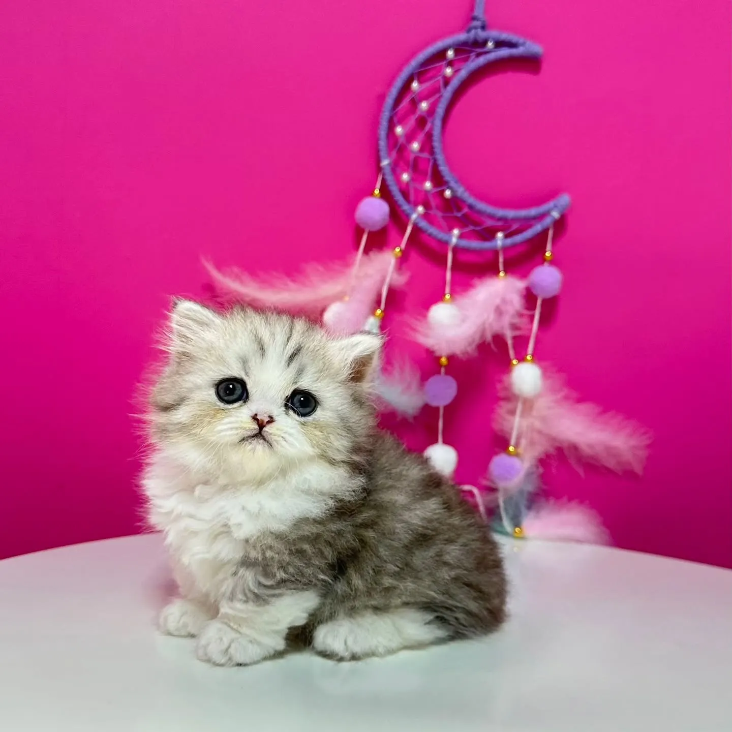 Uさまご契約にゃんこちゃん😺❤️