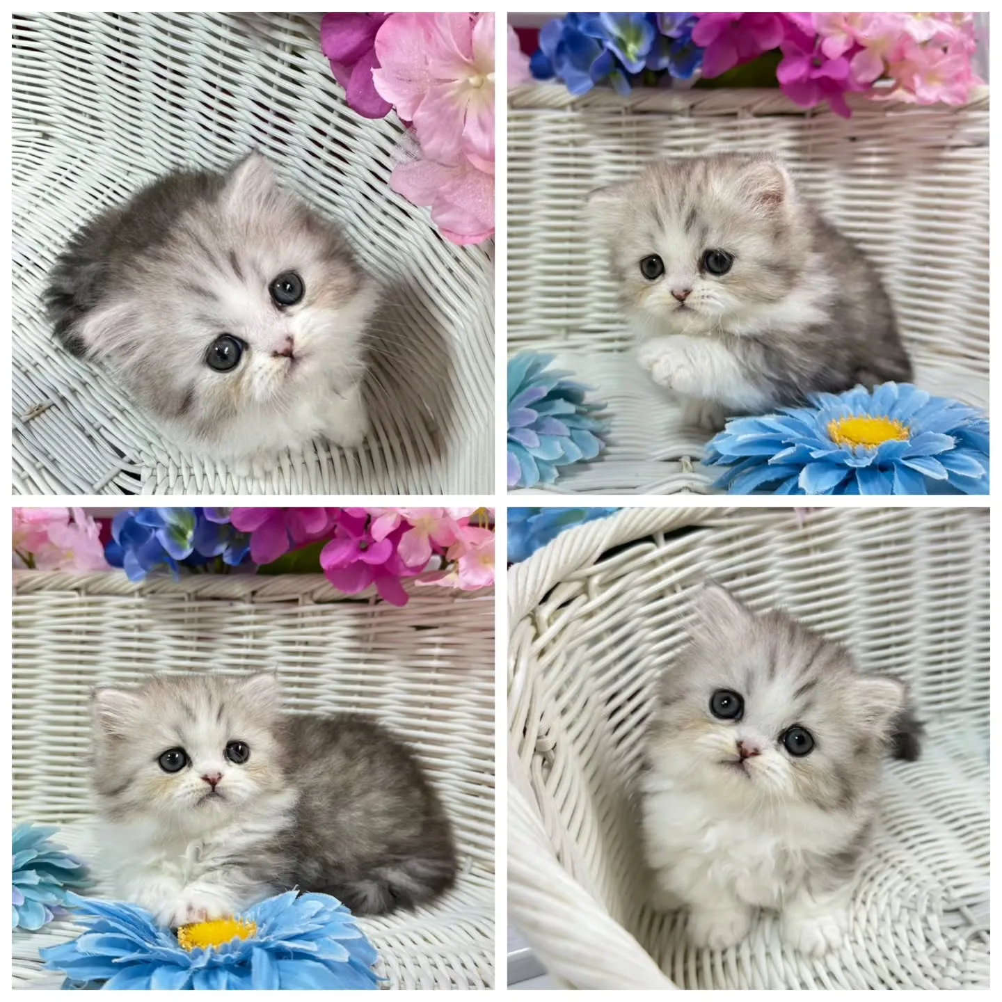 Uさまご契約にゃんこちゃん😺❤️