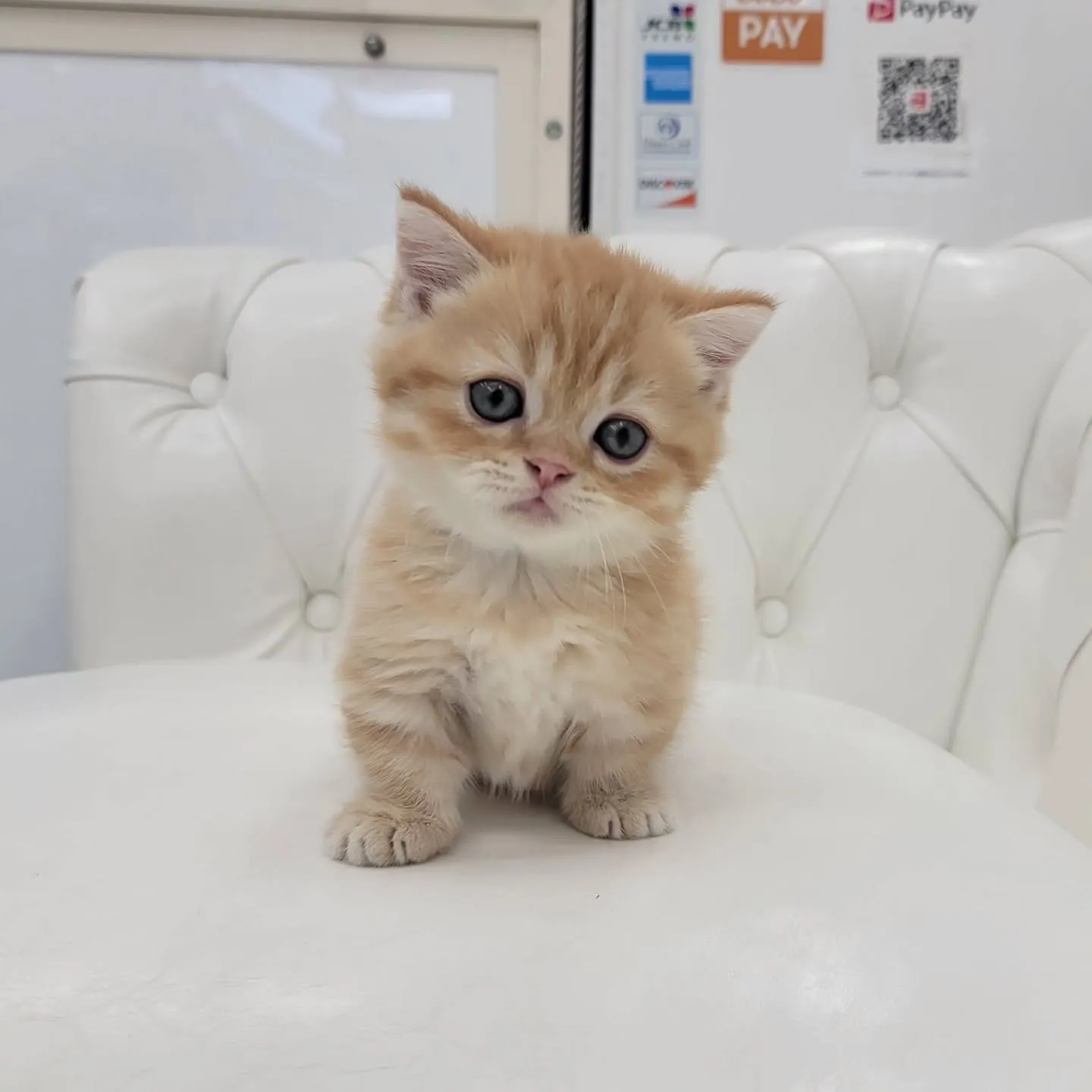 かわいいおちびちゃん❤️