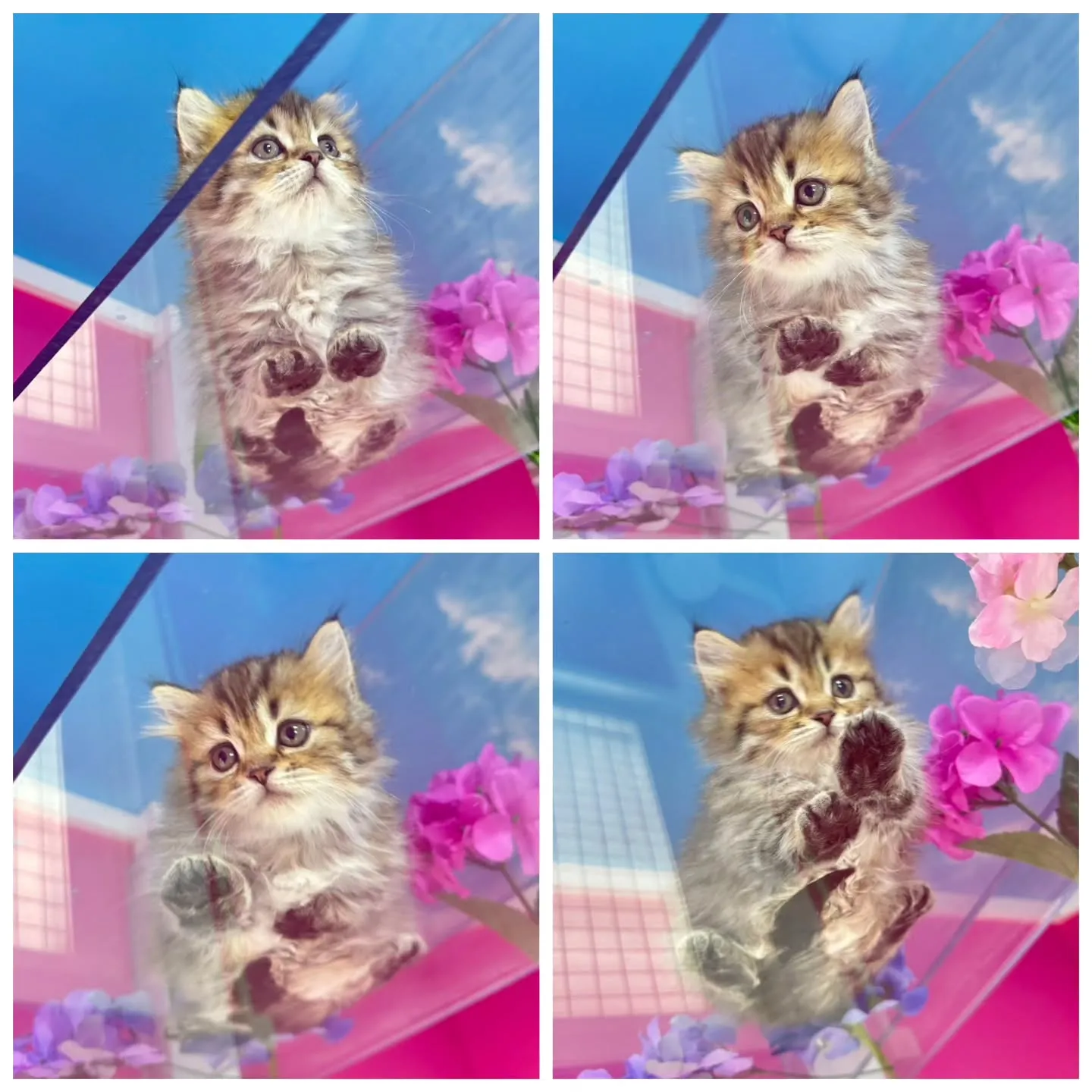 ミヌエット短足ちゃん🐱❤️