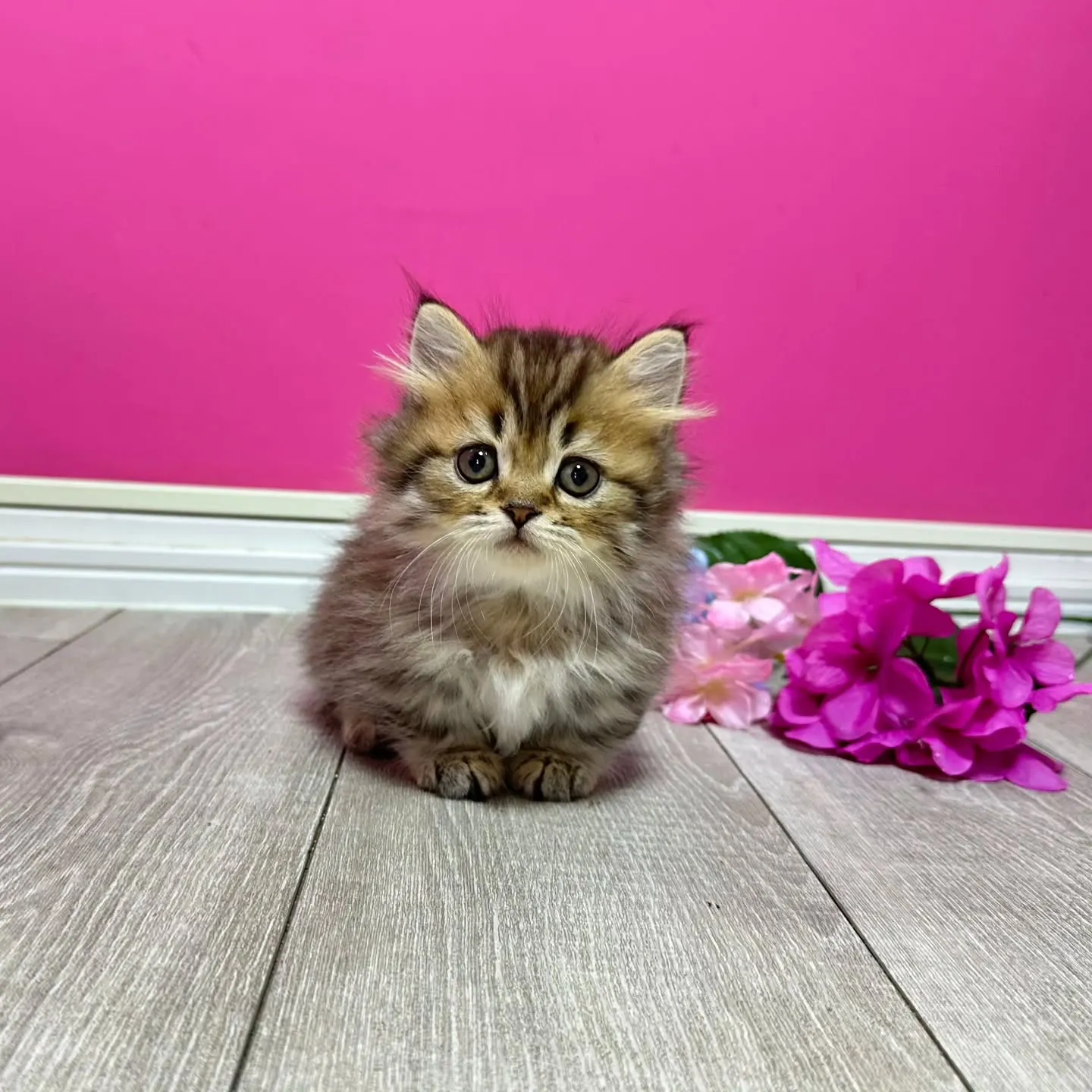 ミヌエット短足ちゃん🐱❤️