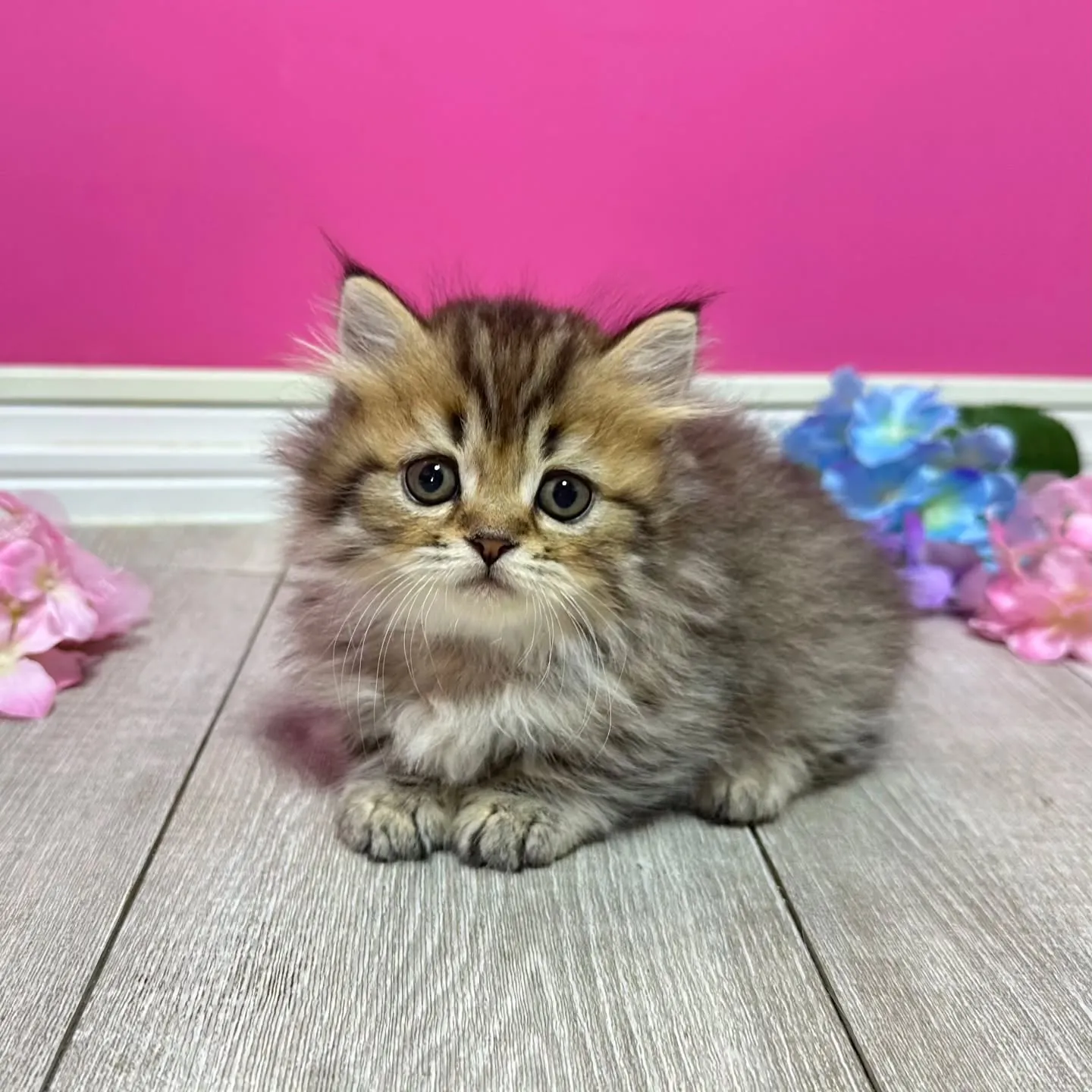 ミヌエット短足ちゃん🐱❤️