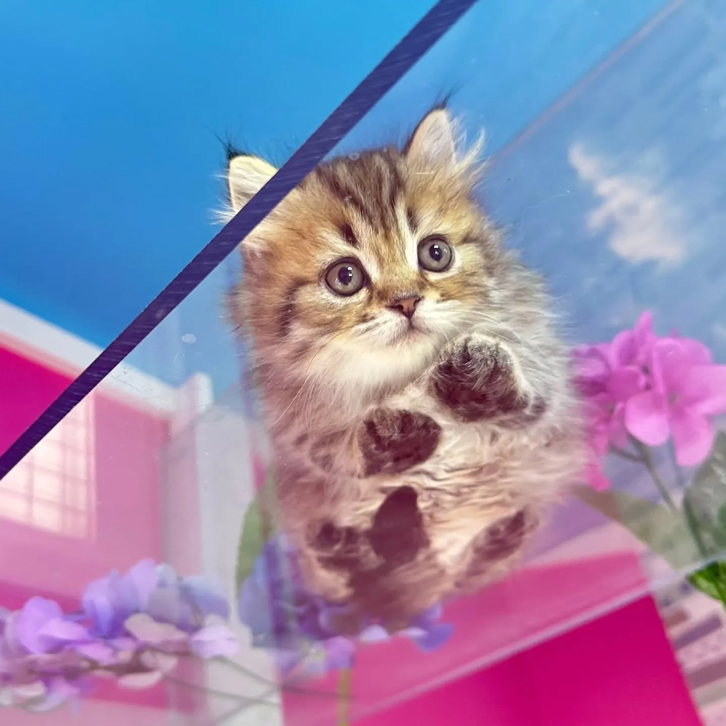 ミヌエット短足ちゃん🐱❤️