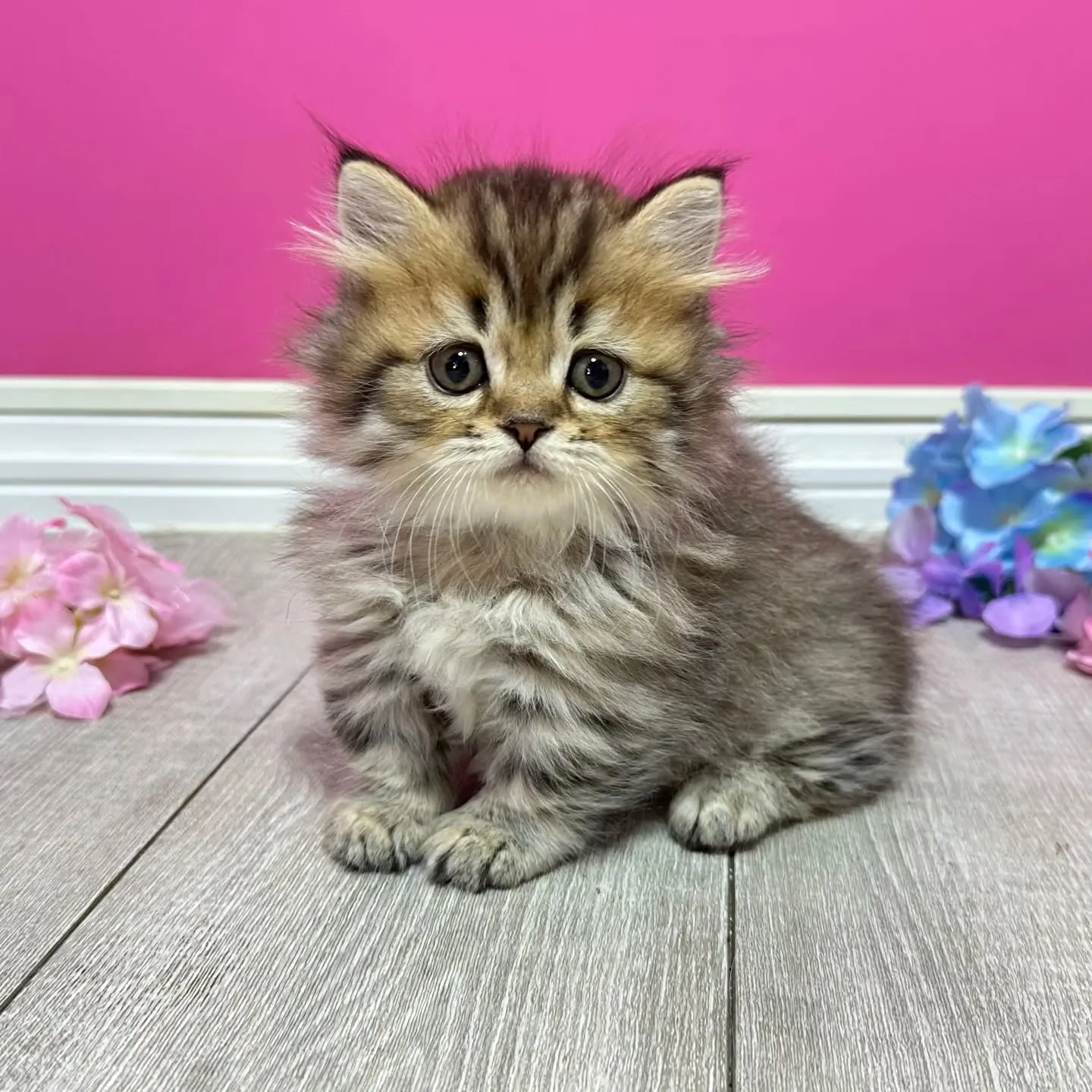 ミヌエット短足ちゃん🐱❤️