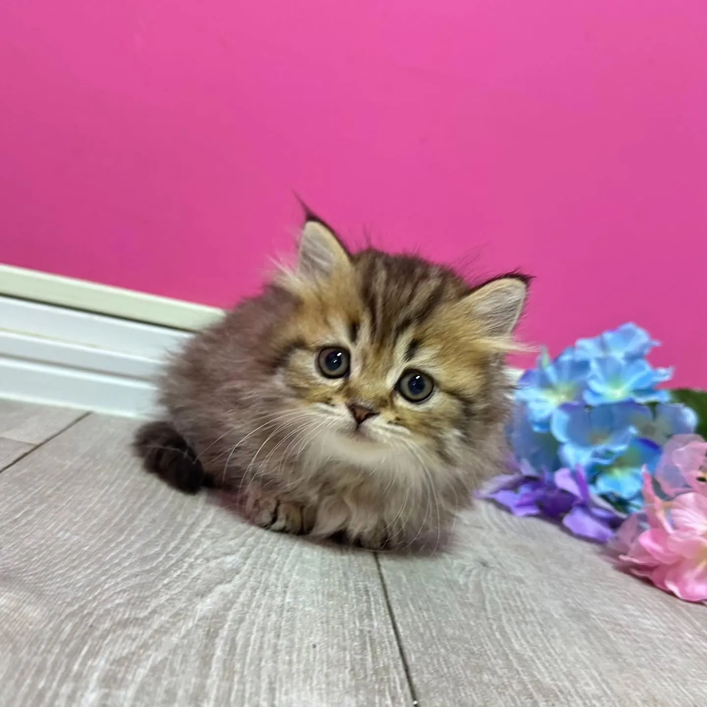 ミヌエット短足ちゃん🐱❤️