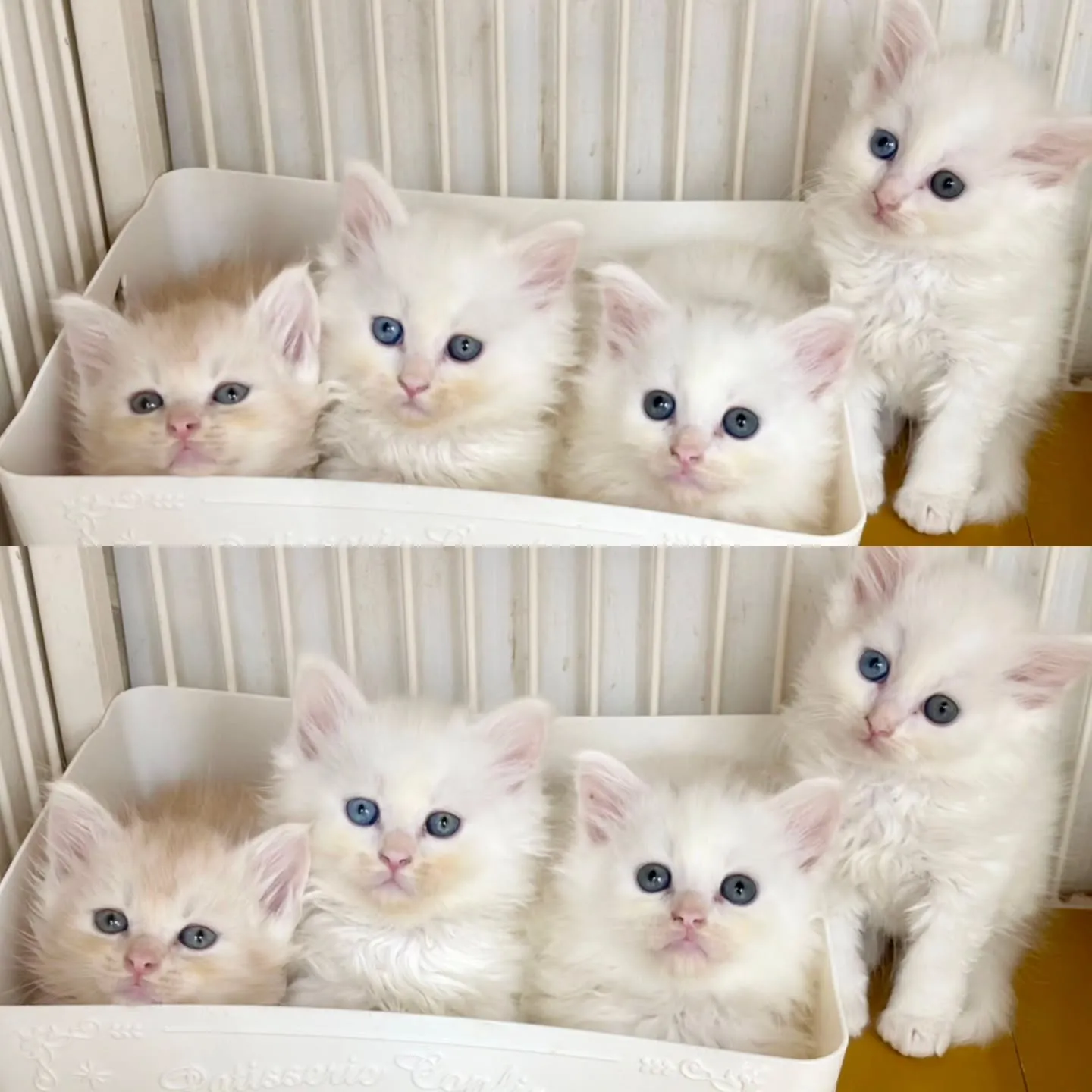 本日ご紹介のサイベリアンです✨