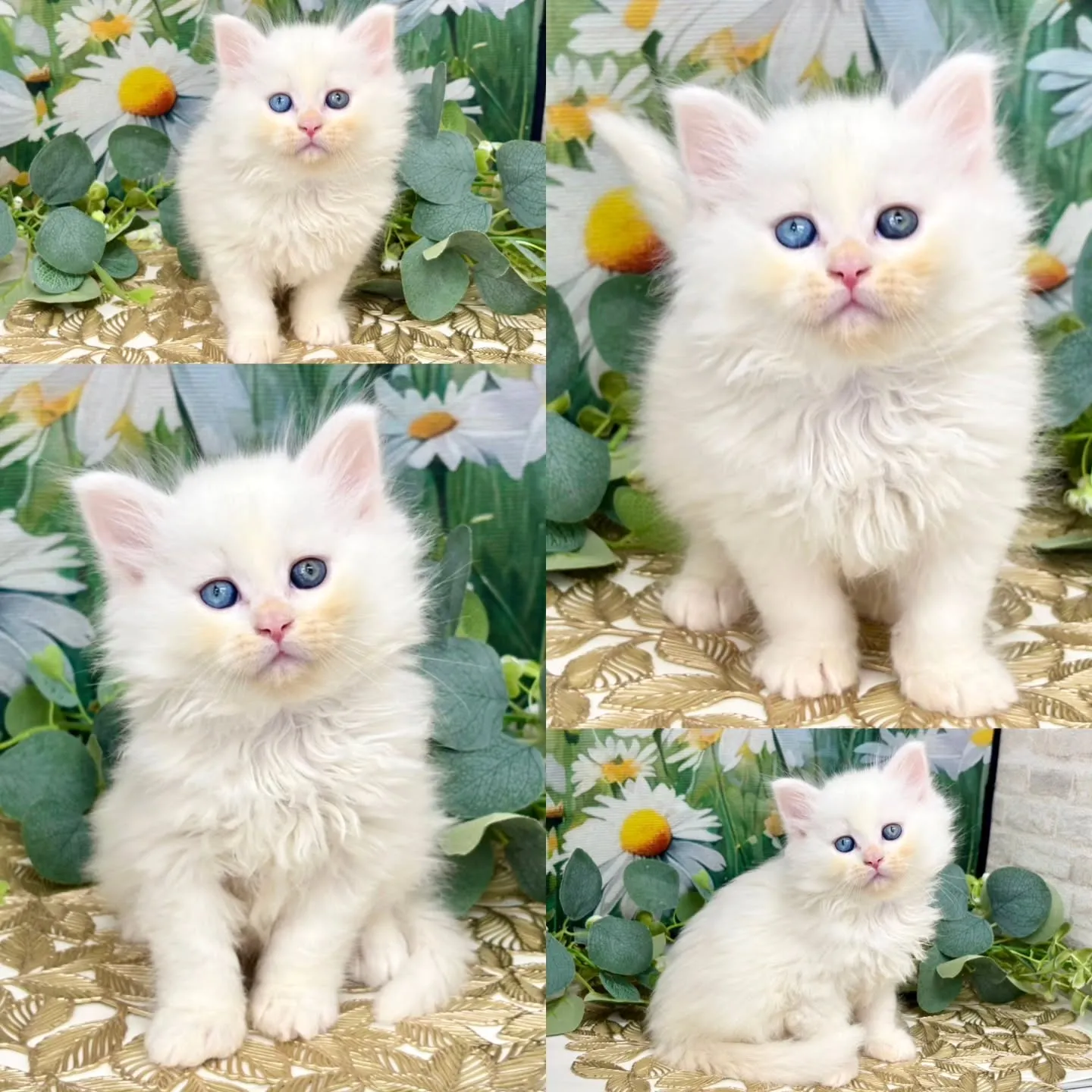 本日ご紹介のサイベリアンです✨
