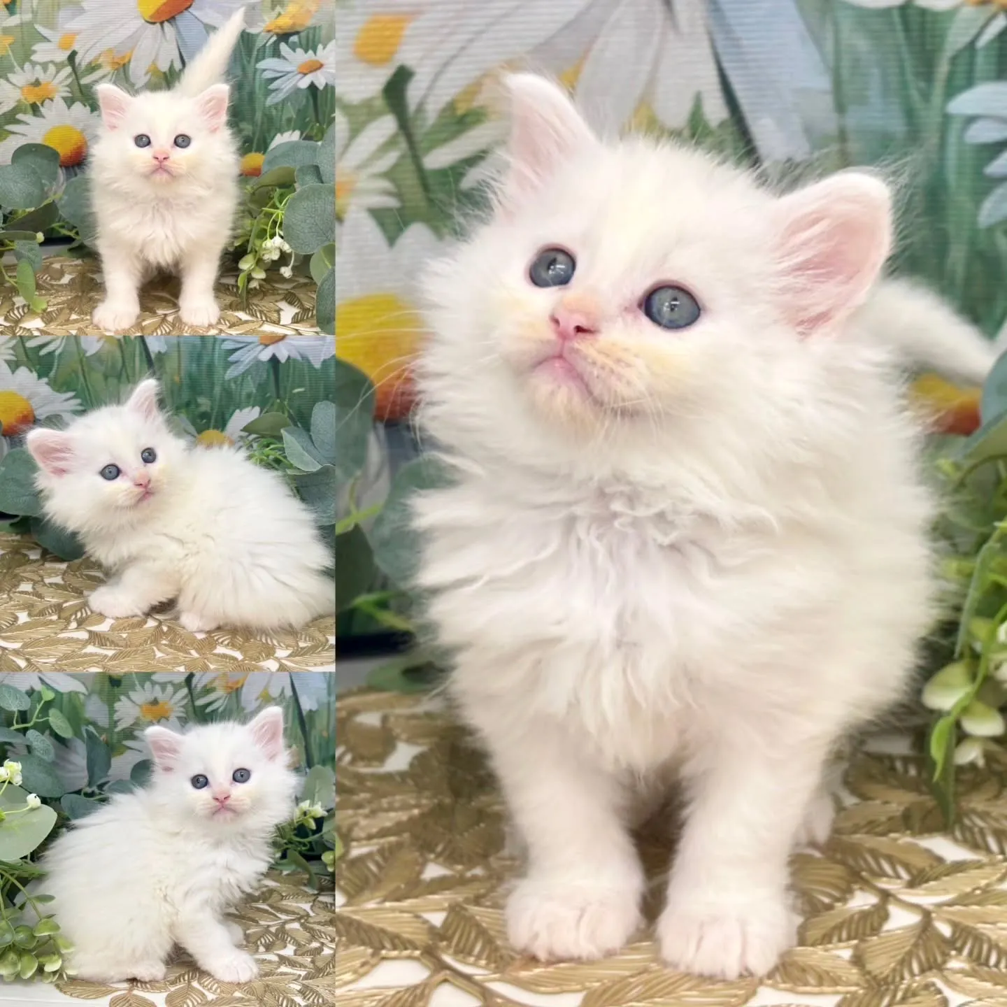 本日ご紹介のサイベリアンです✨