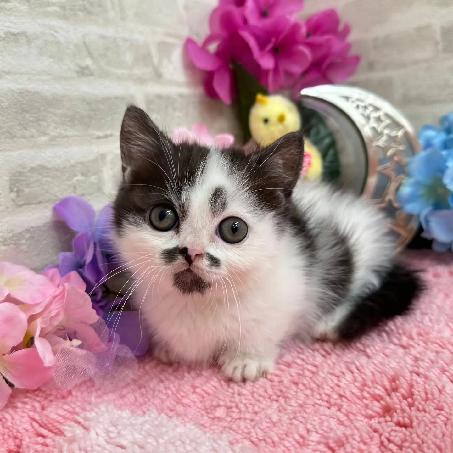 本日ご紹介のミヌエット短足ちゃんです🐱❤️