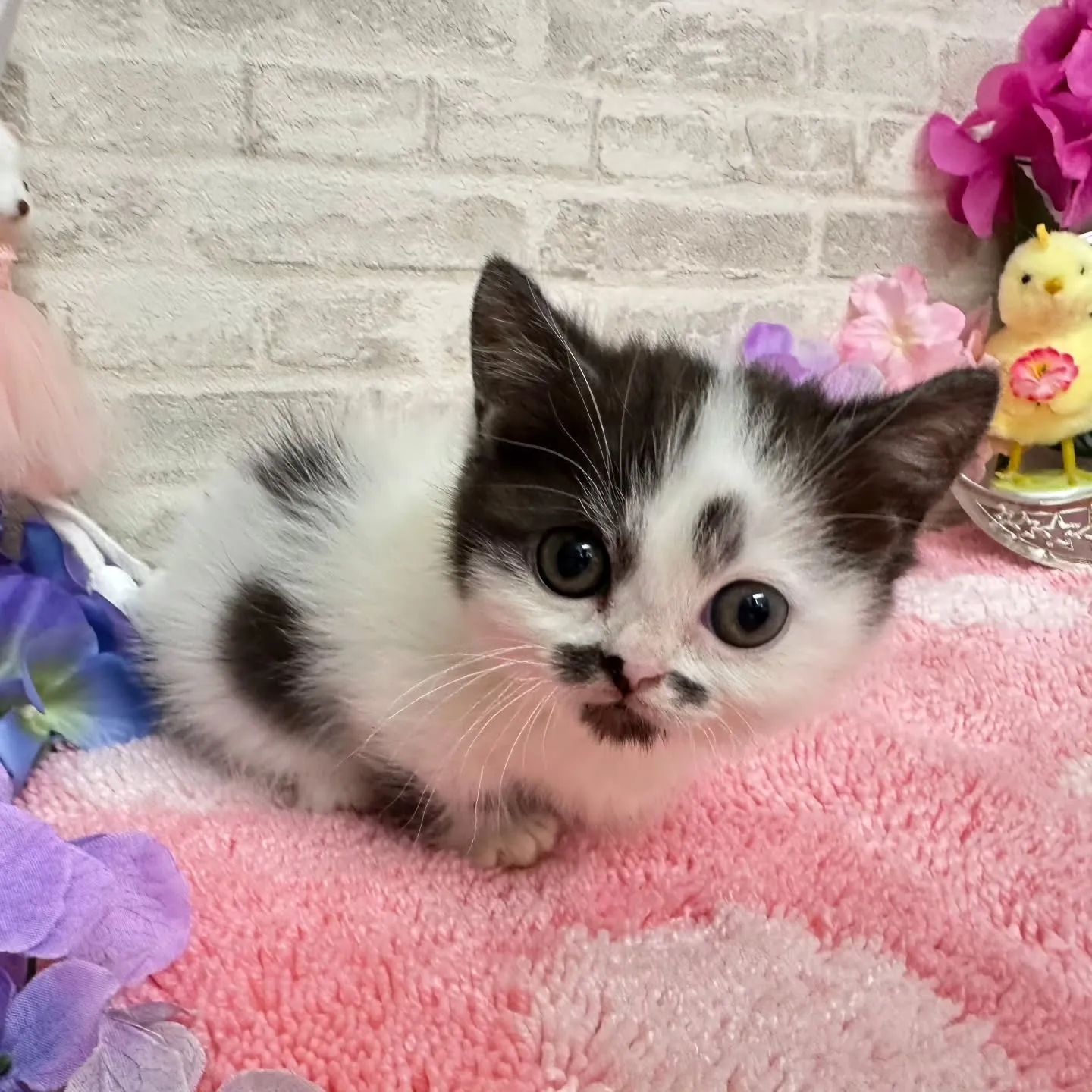 本日ご紹介のミヌエット短足ちゃんです🐱❤️
