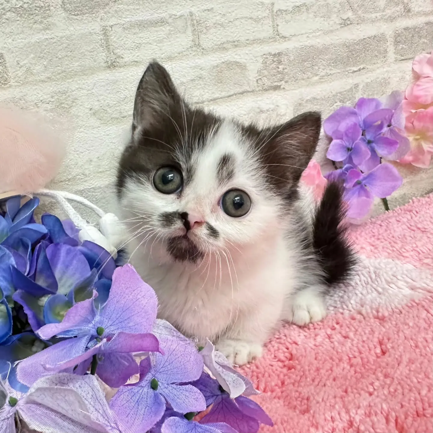 本日ご紹介のミヌエット短足ちゃんです🐱❤️
