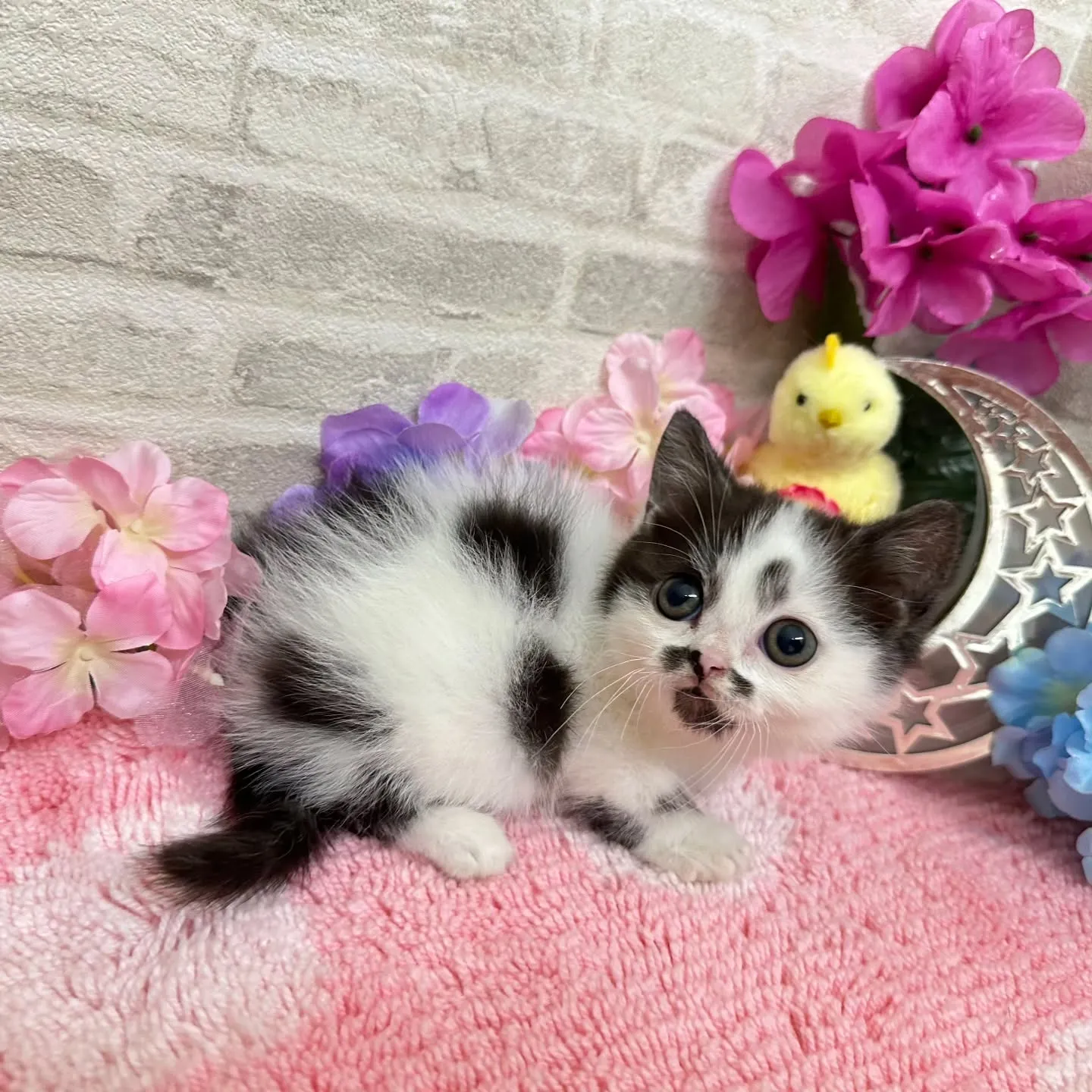 本日ご紹介のミヌエット短足ちゃんです🐱❤️