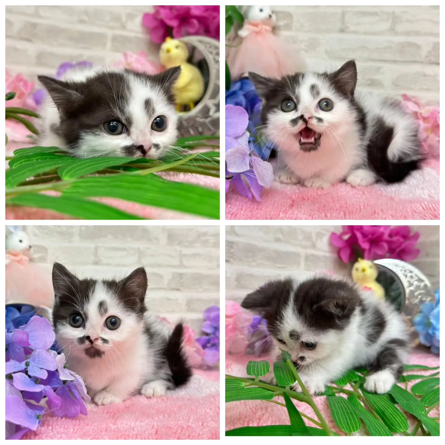 本日ご紹介のミヌエット短足ちゃんです🐱❤️