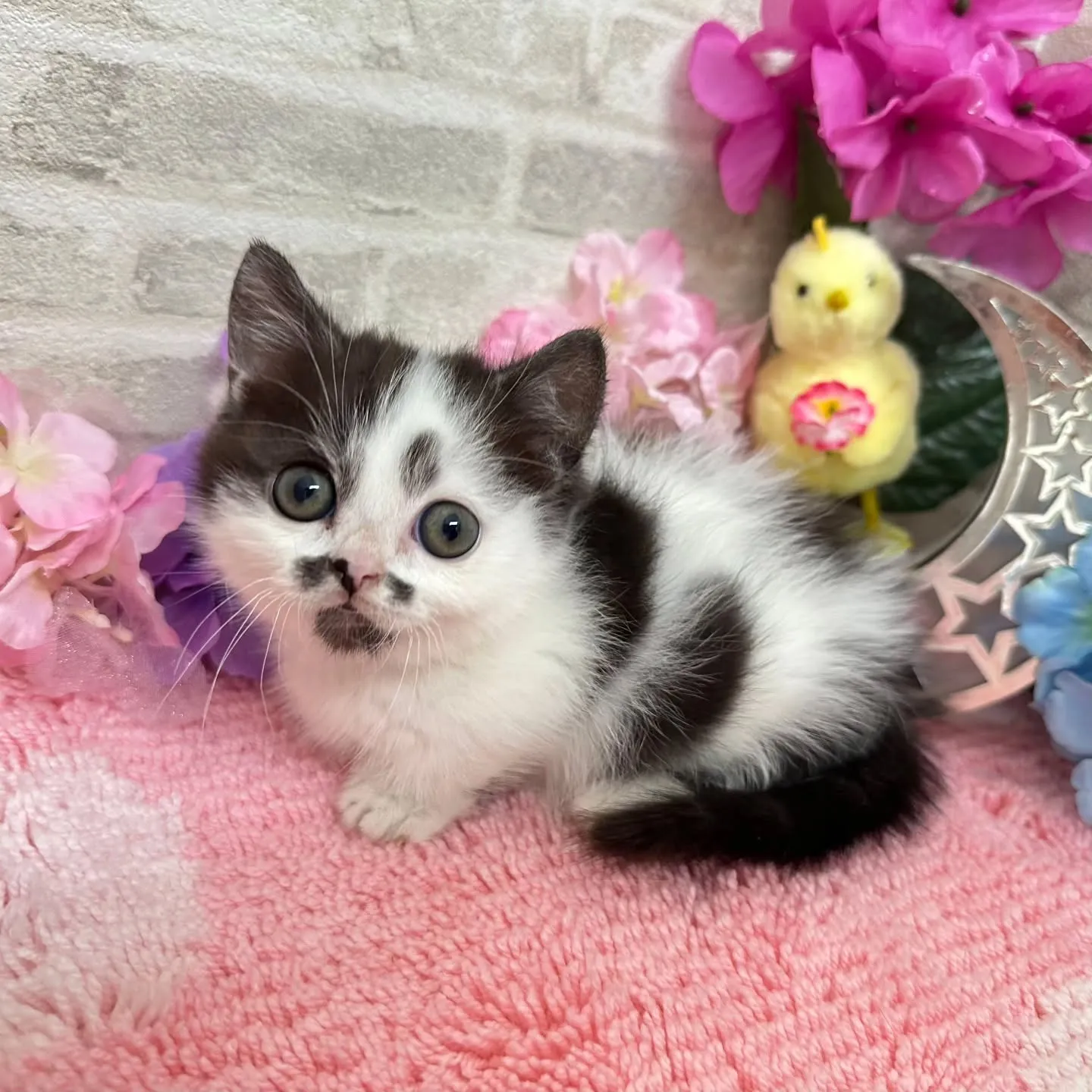 本日ご紹介のミヌエット短足ちゃんです🐱❤️