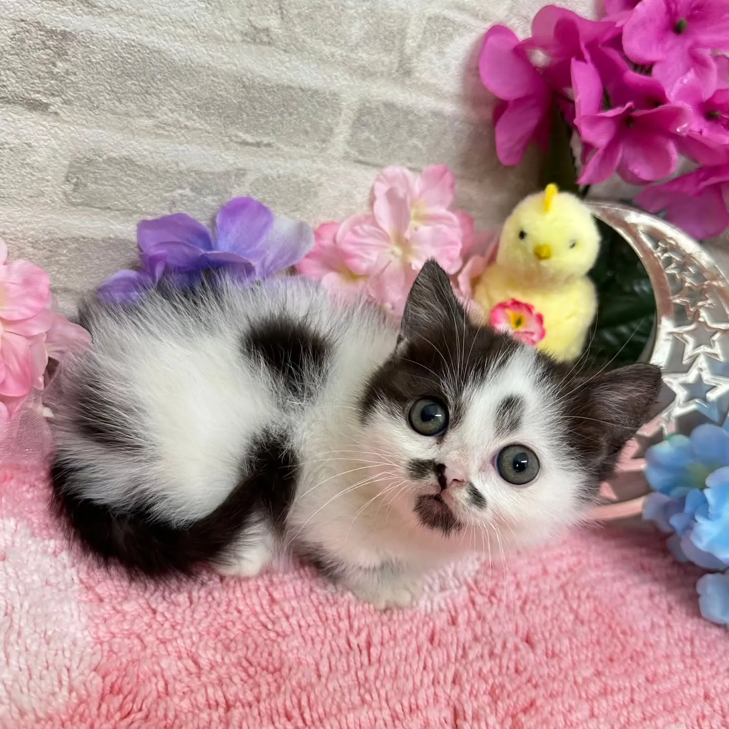 本日ご紹介のミヌエット短足ちゃんです🐱❤️