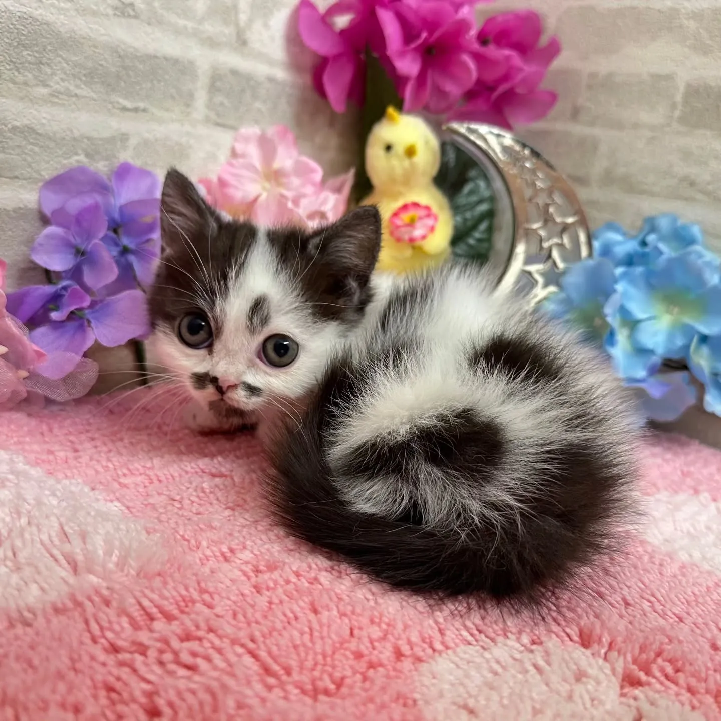 本日ご紹介のミヌエット短足ちゃんです🐱❤️