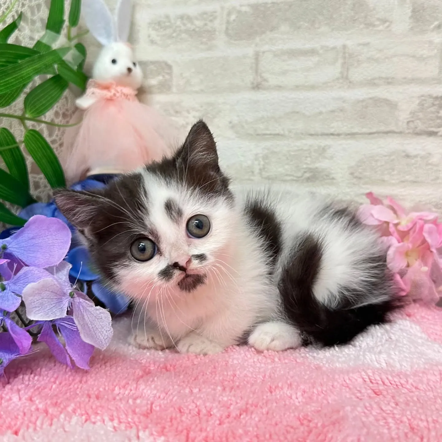 本日ご紹介のミヌエット短足ちゃんです🐱❤️