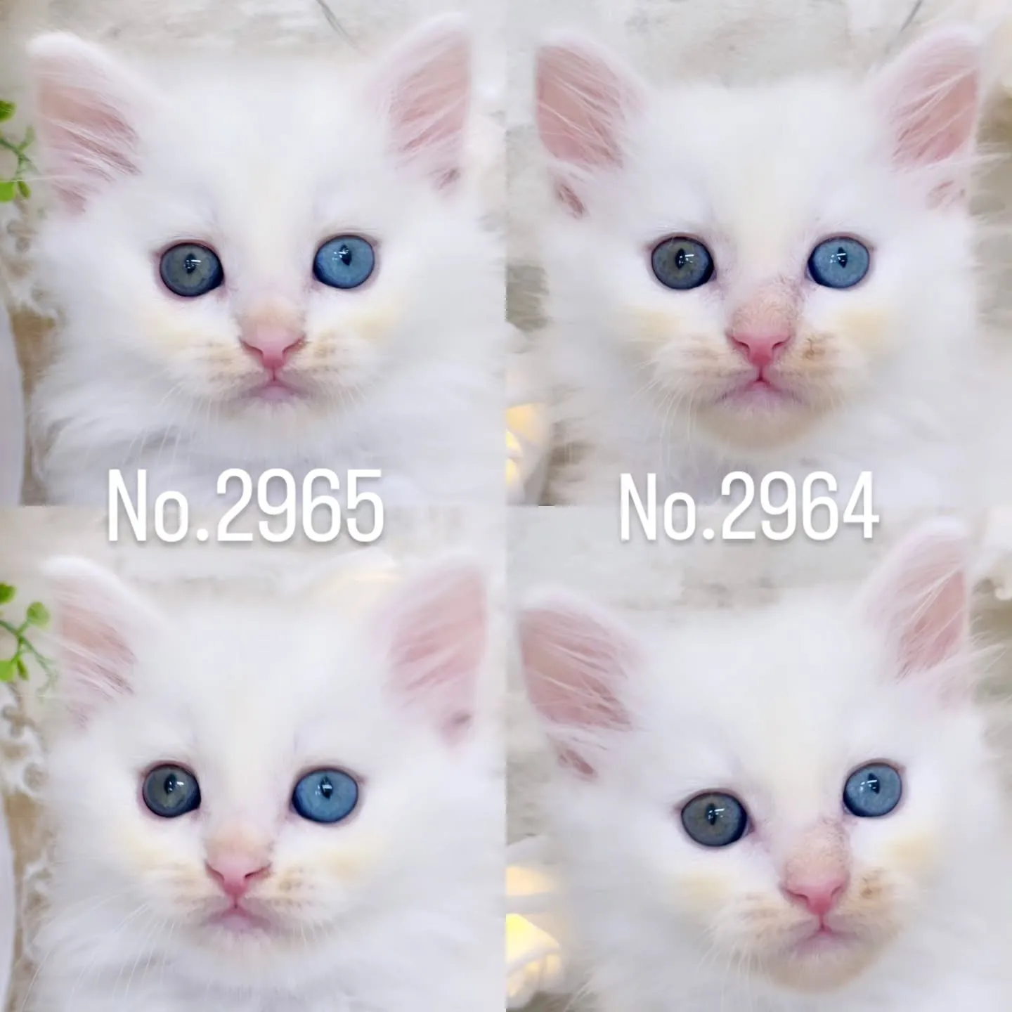 本日ご紹介のサイベリアン　オッドアイ💙🩵