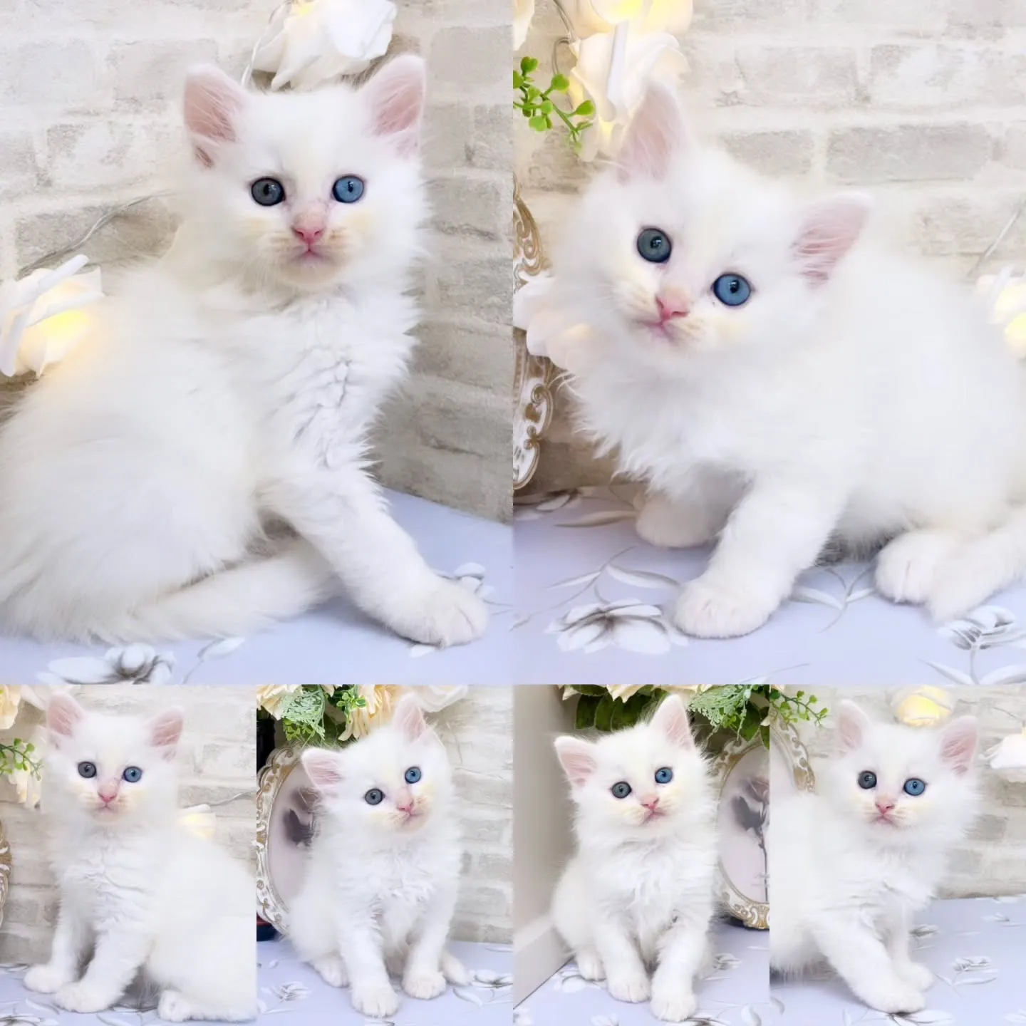 本日ご紹介のサイベリアン　オッドアイ💙🩵